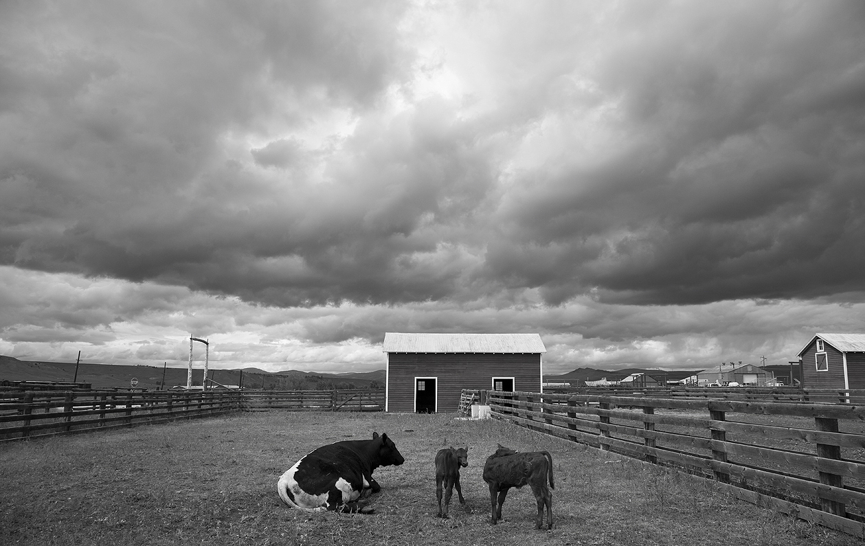 catle-range-somewhere-usa