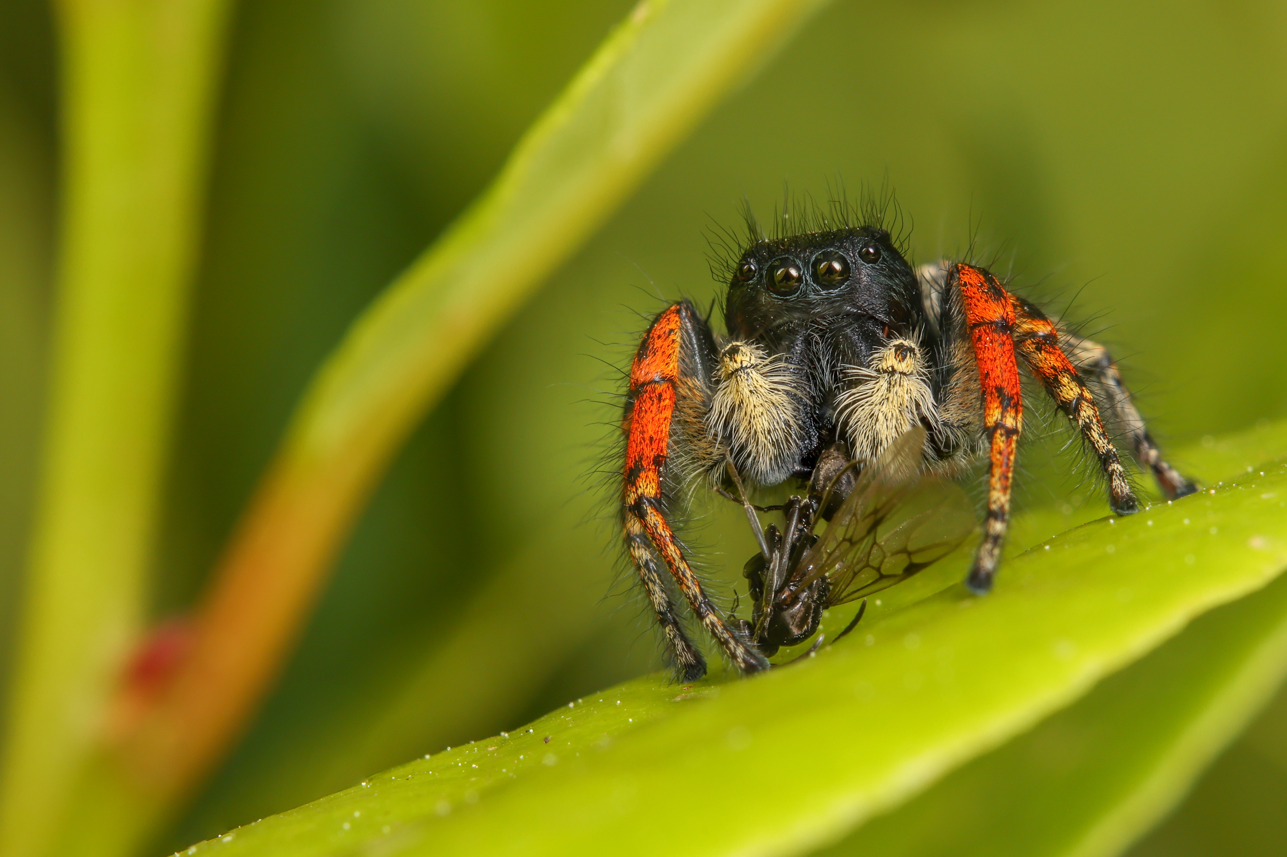 vuurspringer-met-vliegende-mier