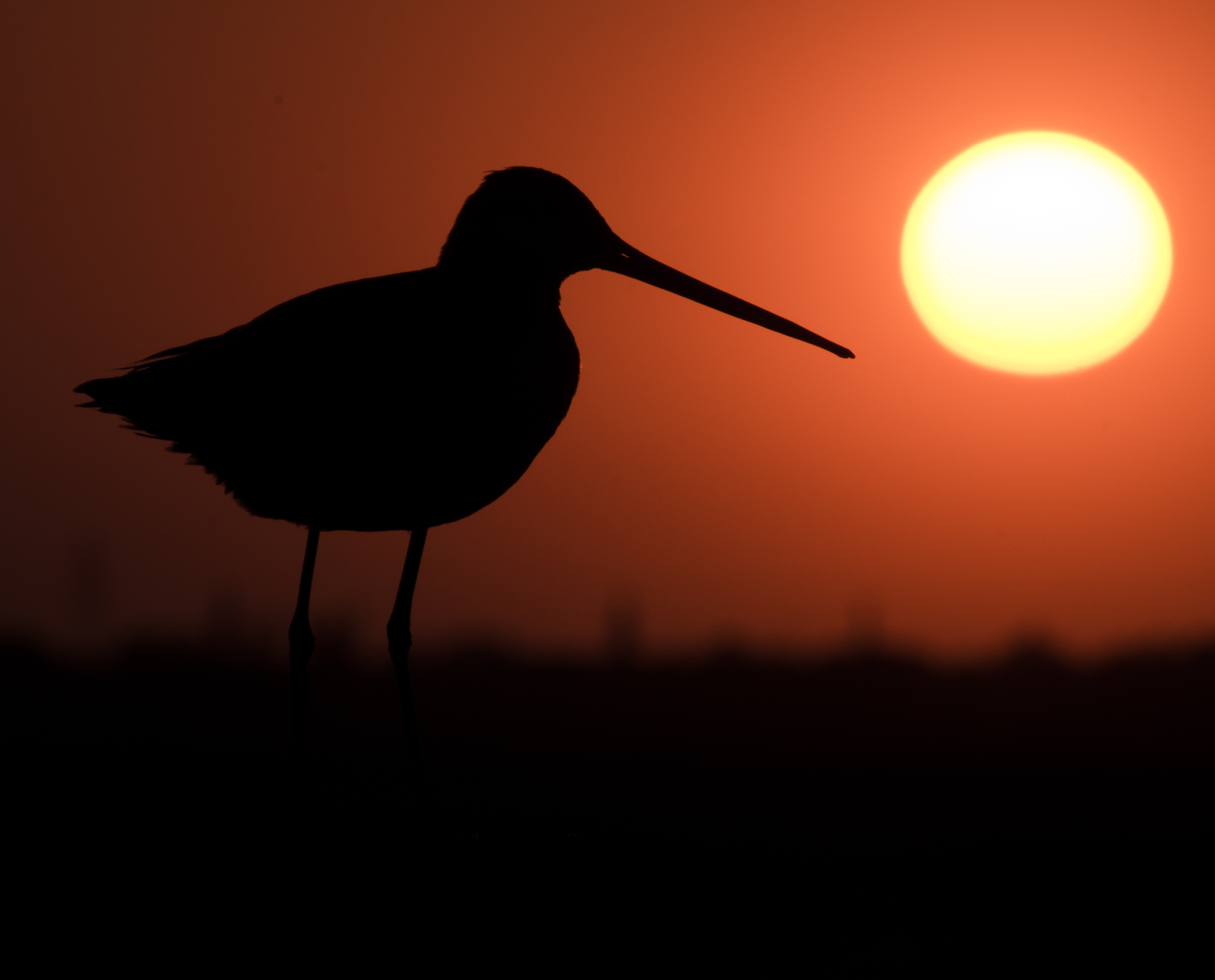 grutto-bij-ondergaande-zon