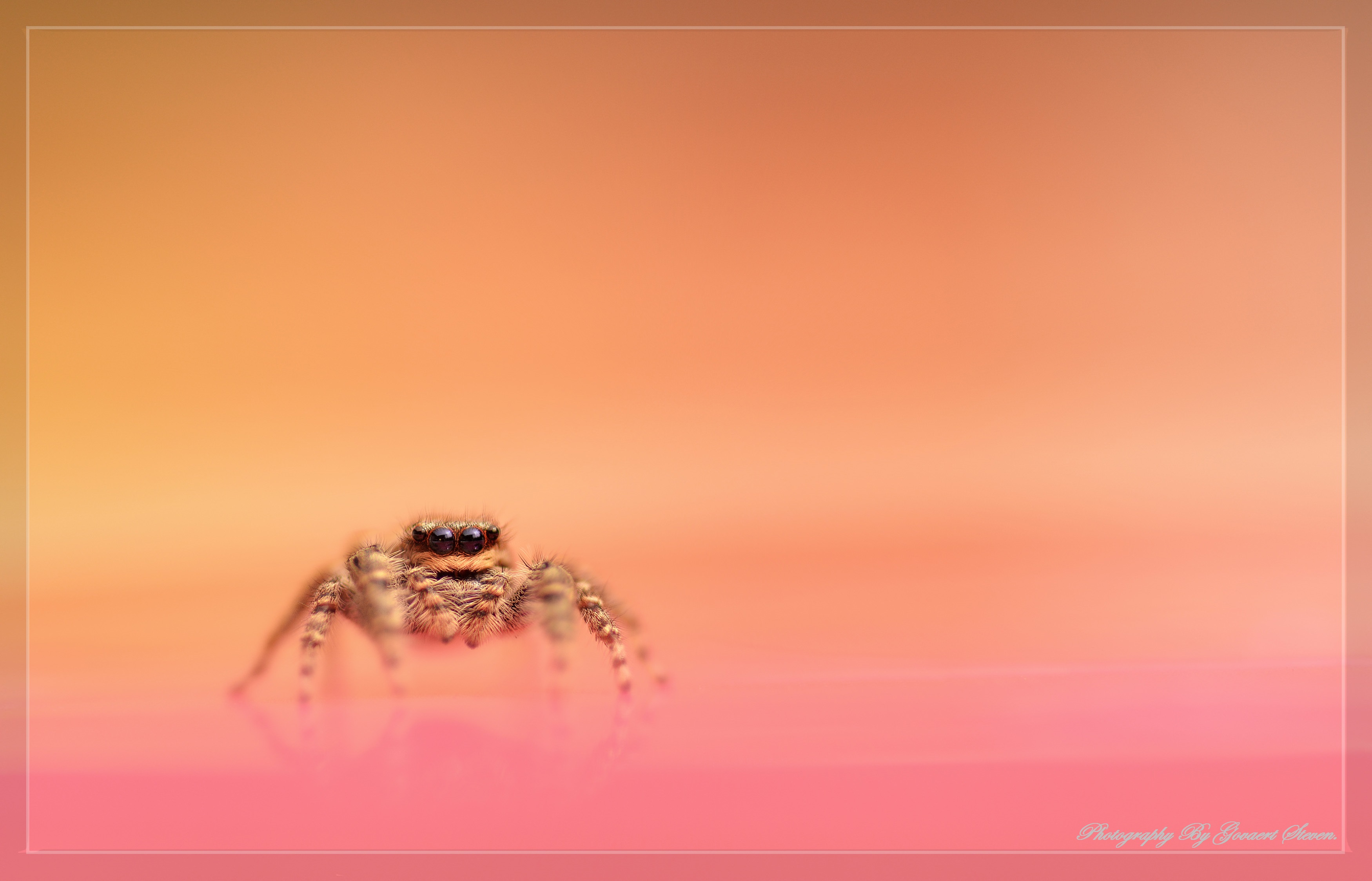in-de-spotlight-jumping-spider-van-govaert-steven
