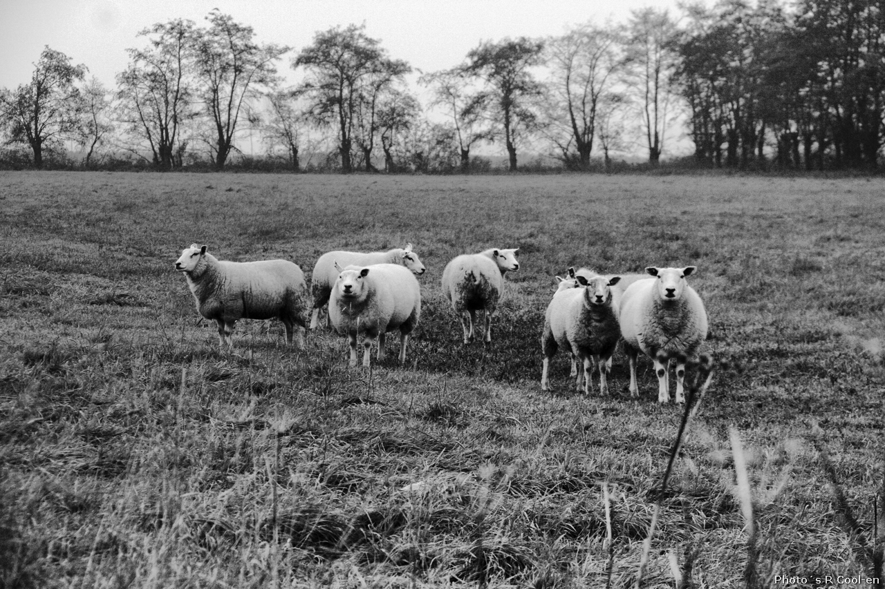 nieuwsgierige-schaapgjes