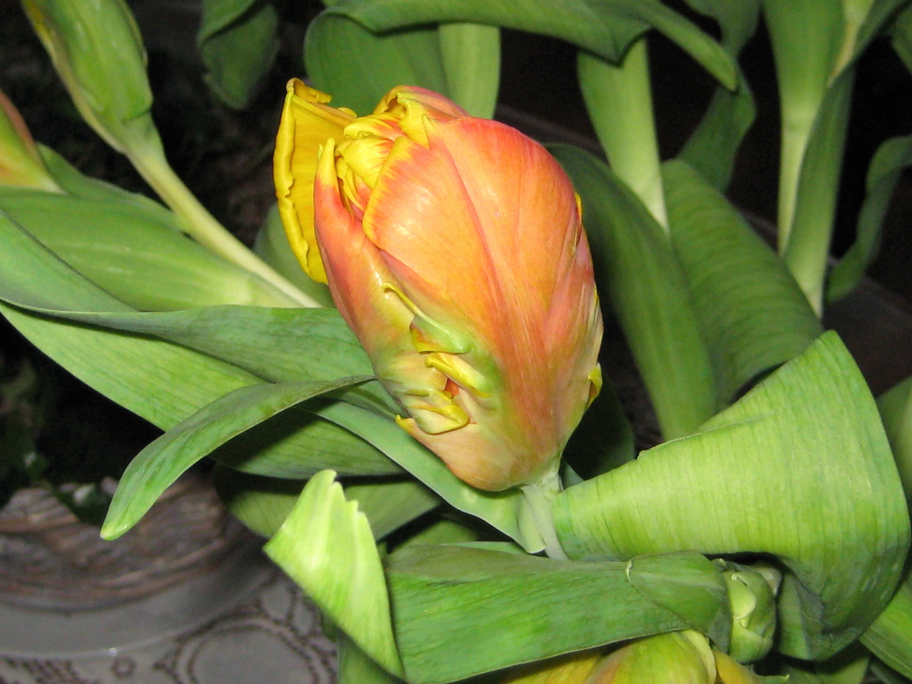 tulp-47