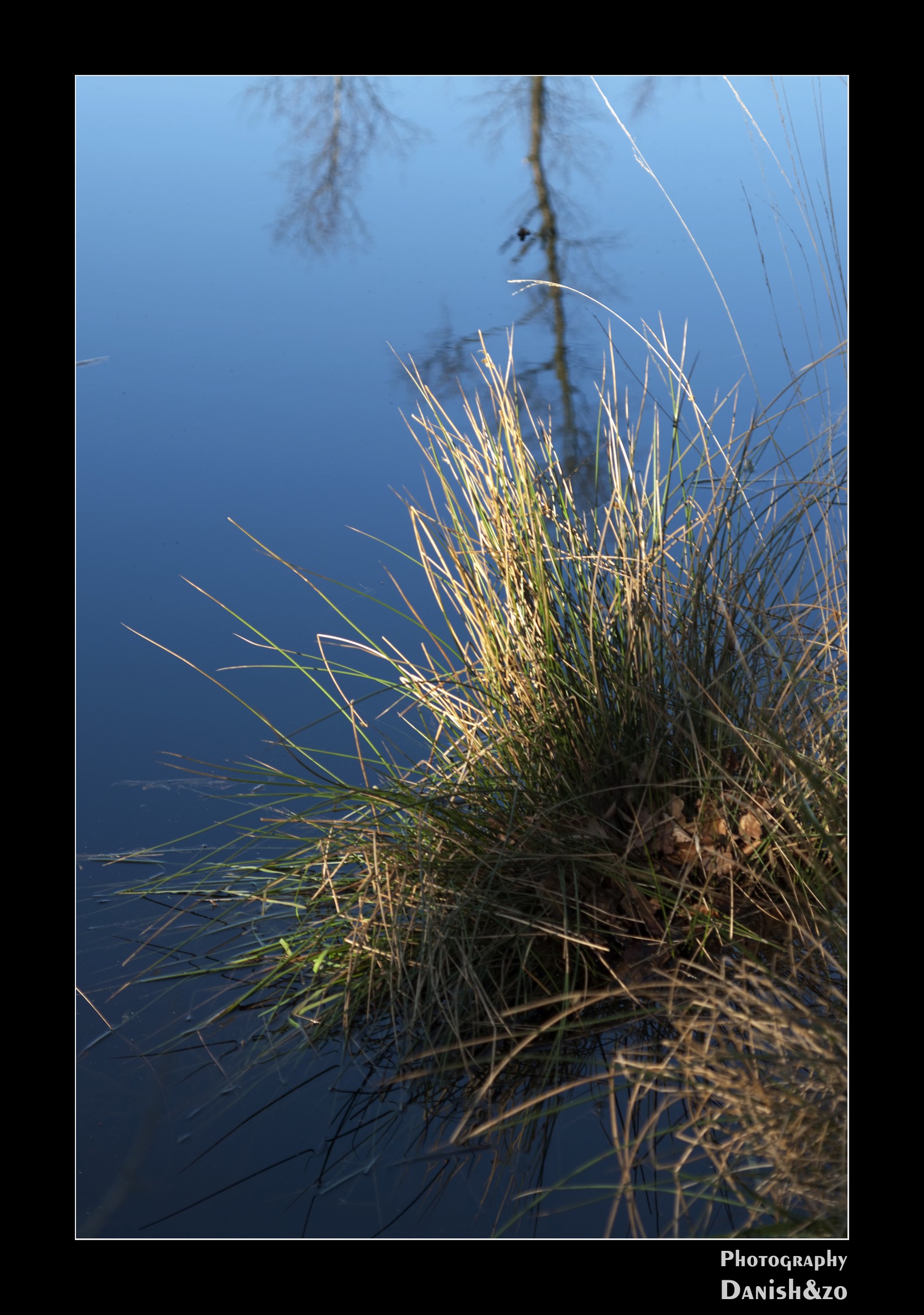 riet-in-het-water