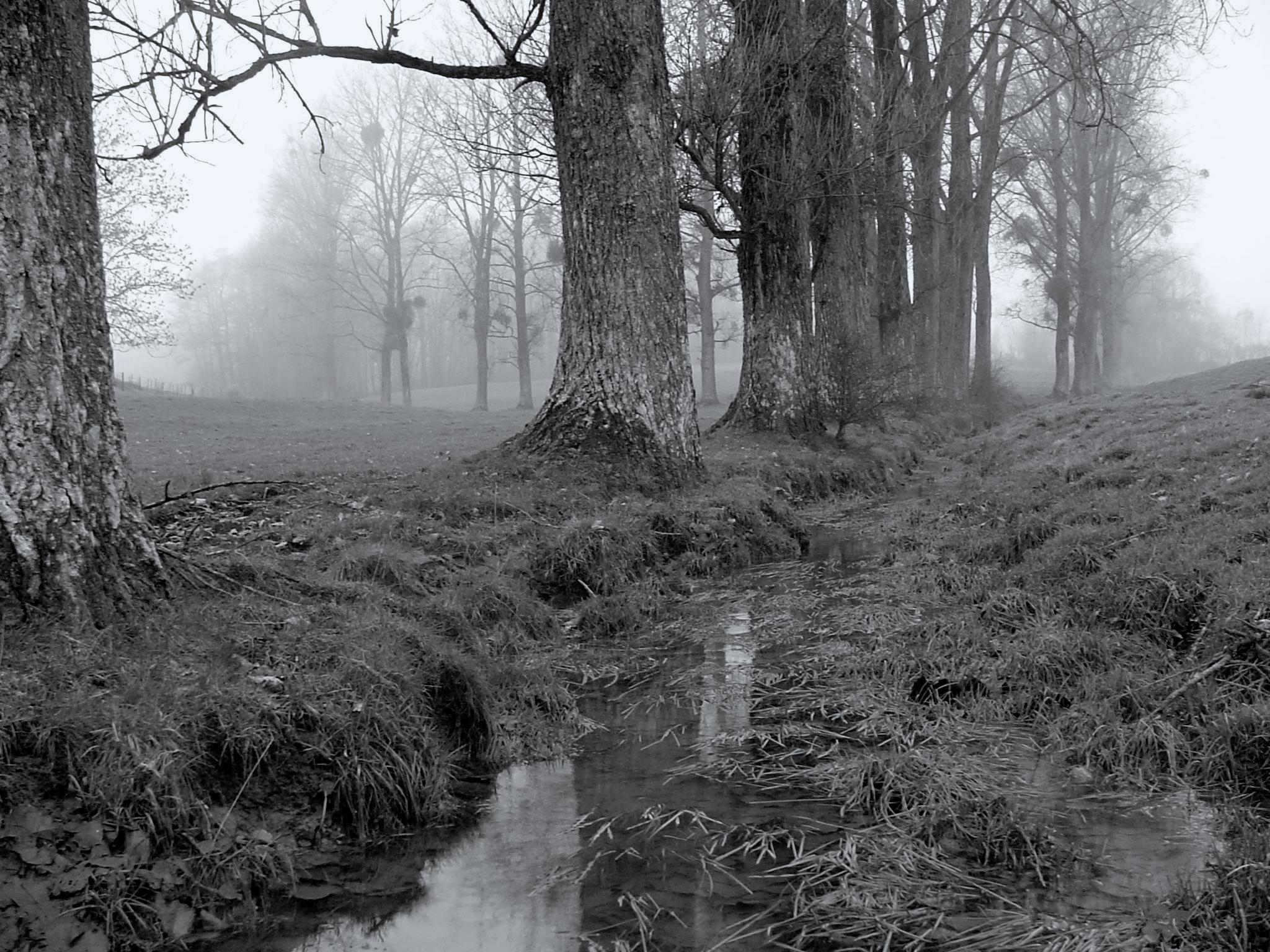 bomenrij-landschapje-zwartwit
