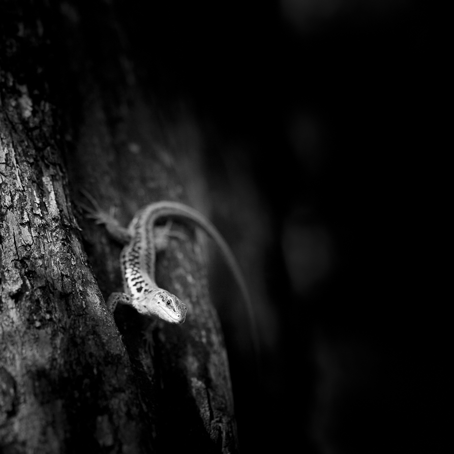 eye-contact-with-a-lizard