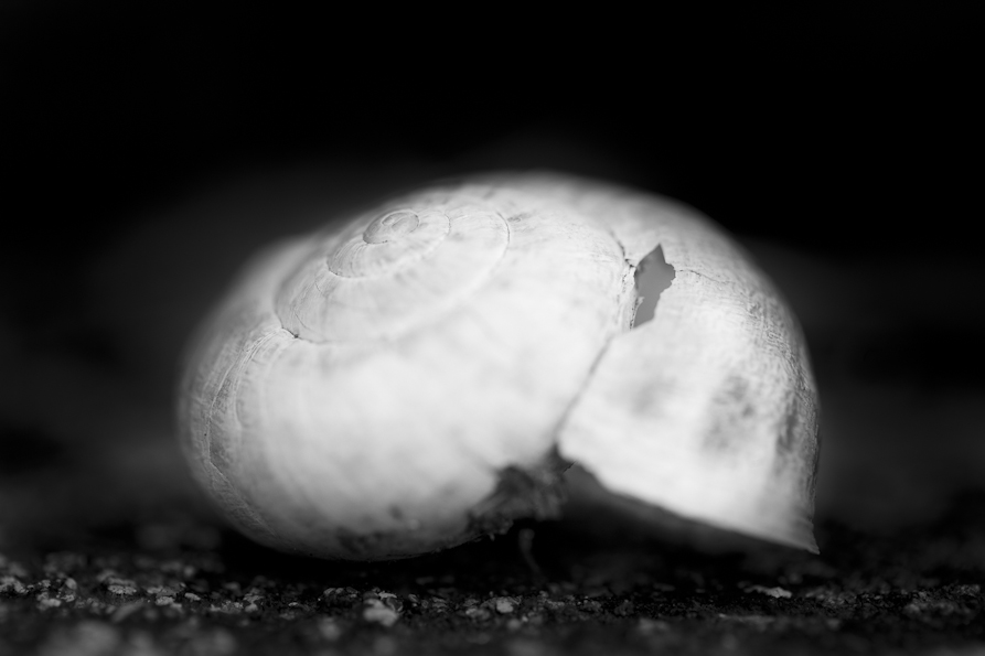 snail-shell