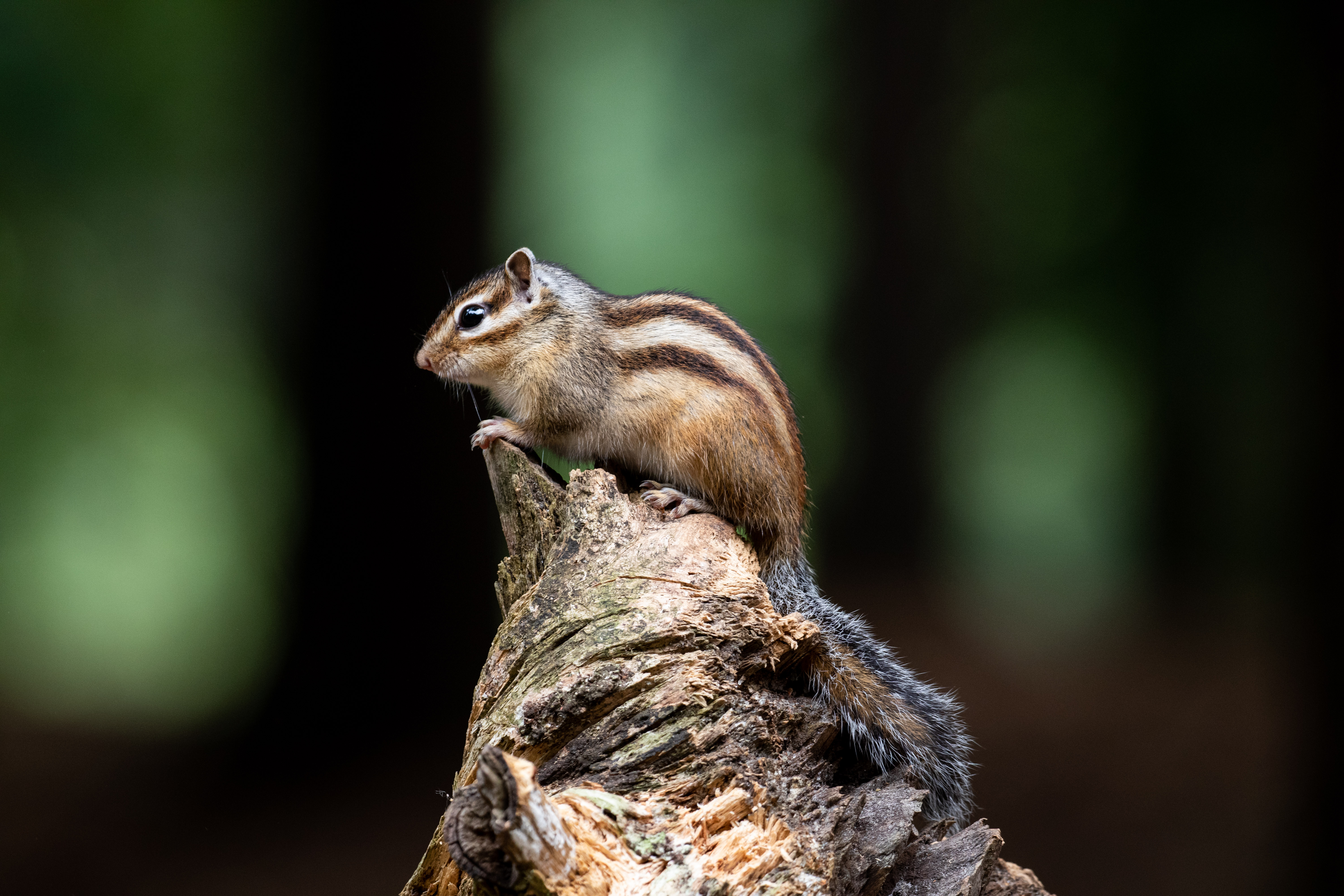 syberische-grondeekhoorn