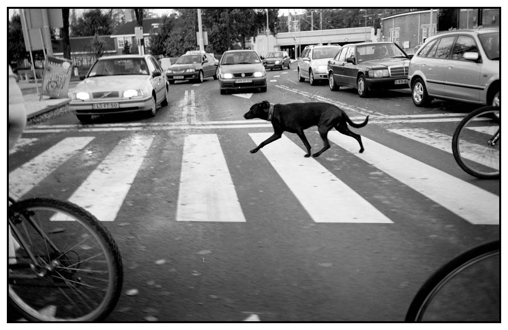 crossing-dog