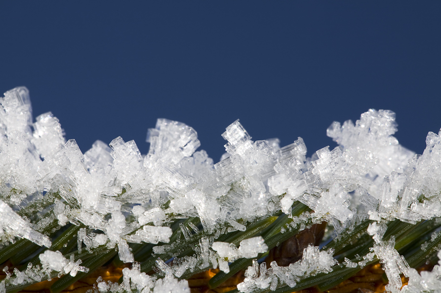 frosted-pine-branch