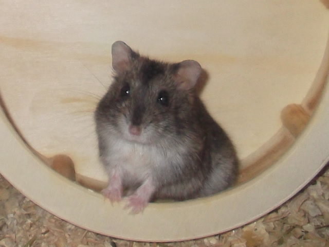 hamster