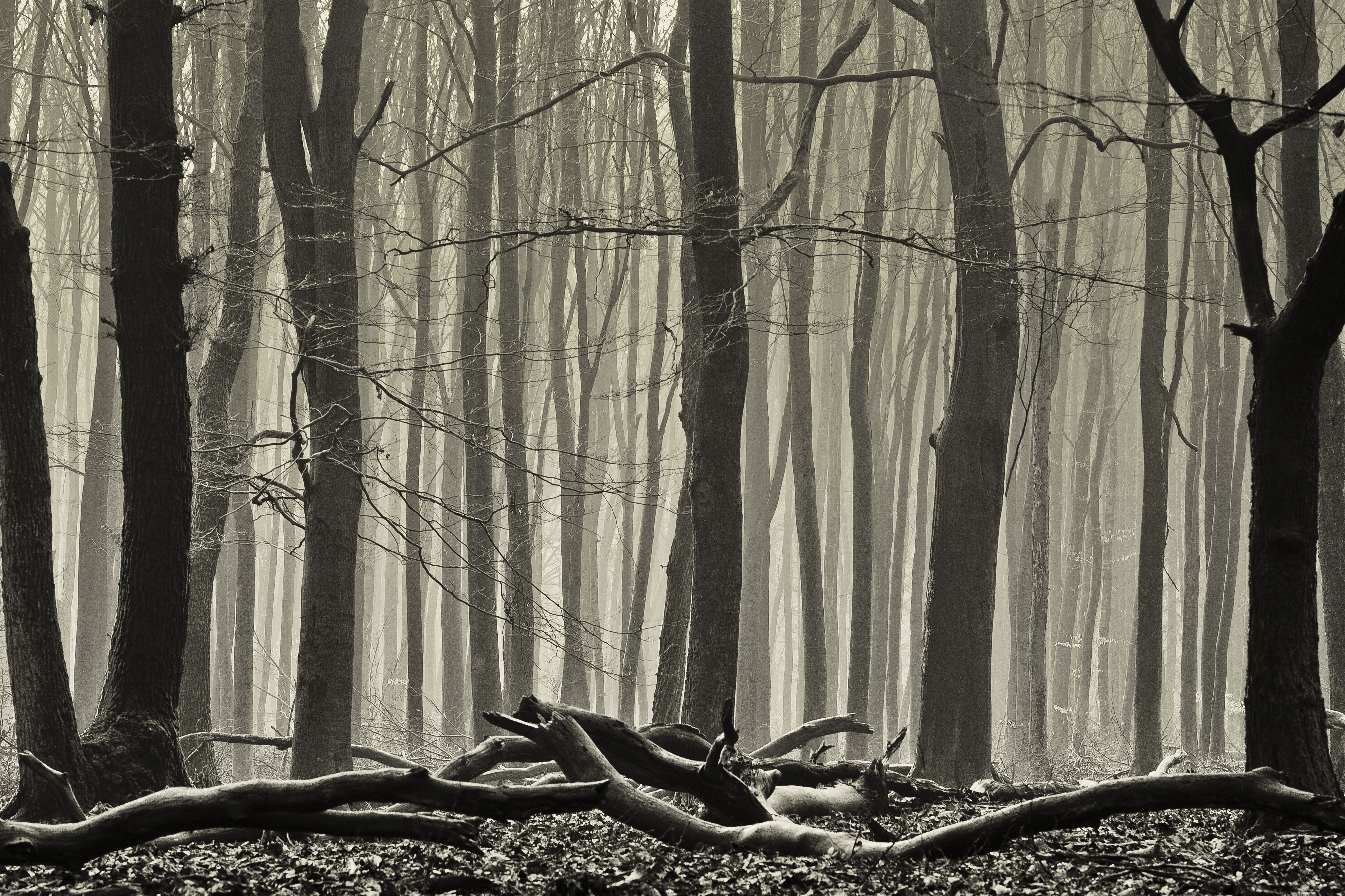 mistig-bos-in-zwart-wit