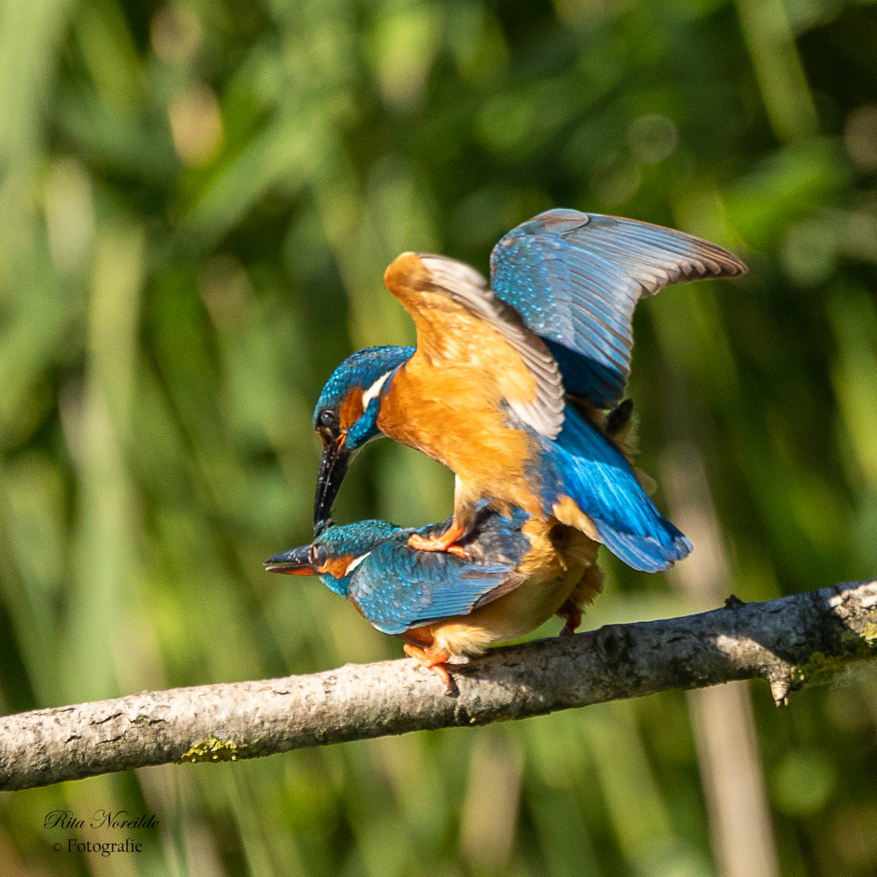 parende-ijsvogeltjes