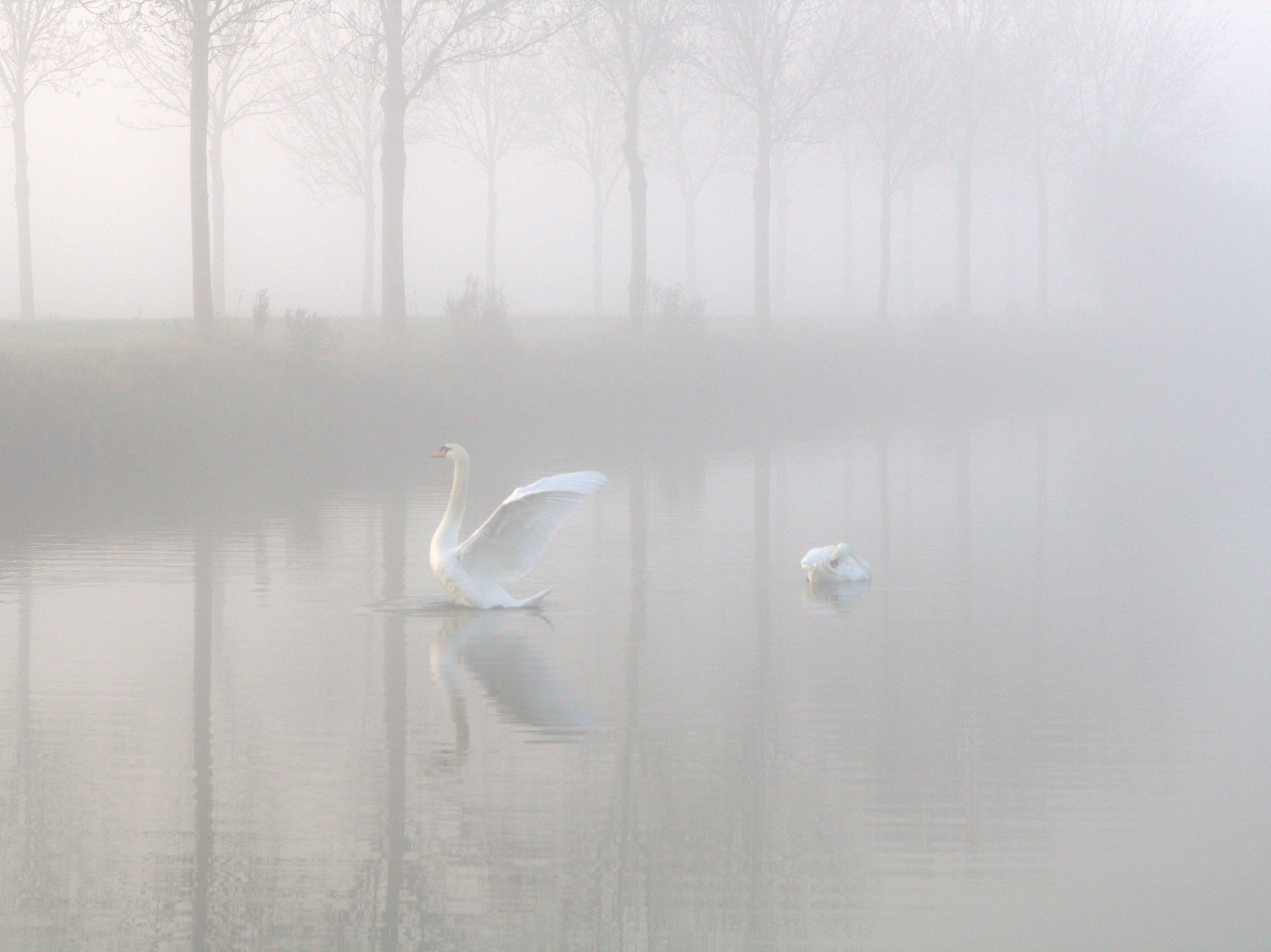zwanen-in-de-mist-1