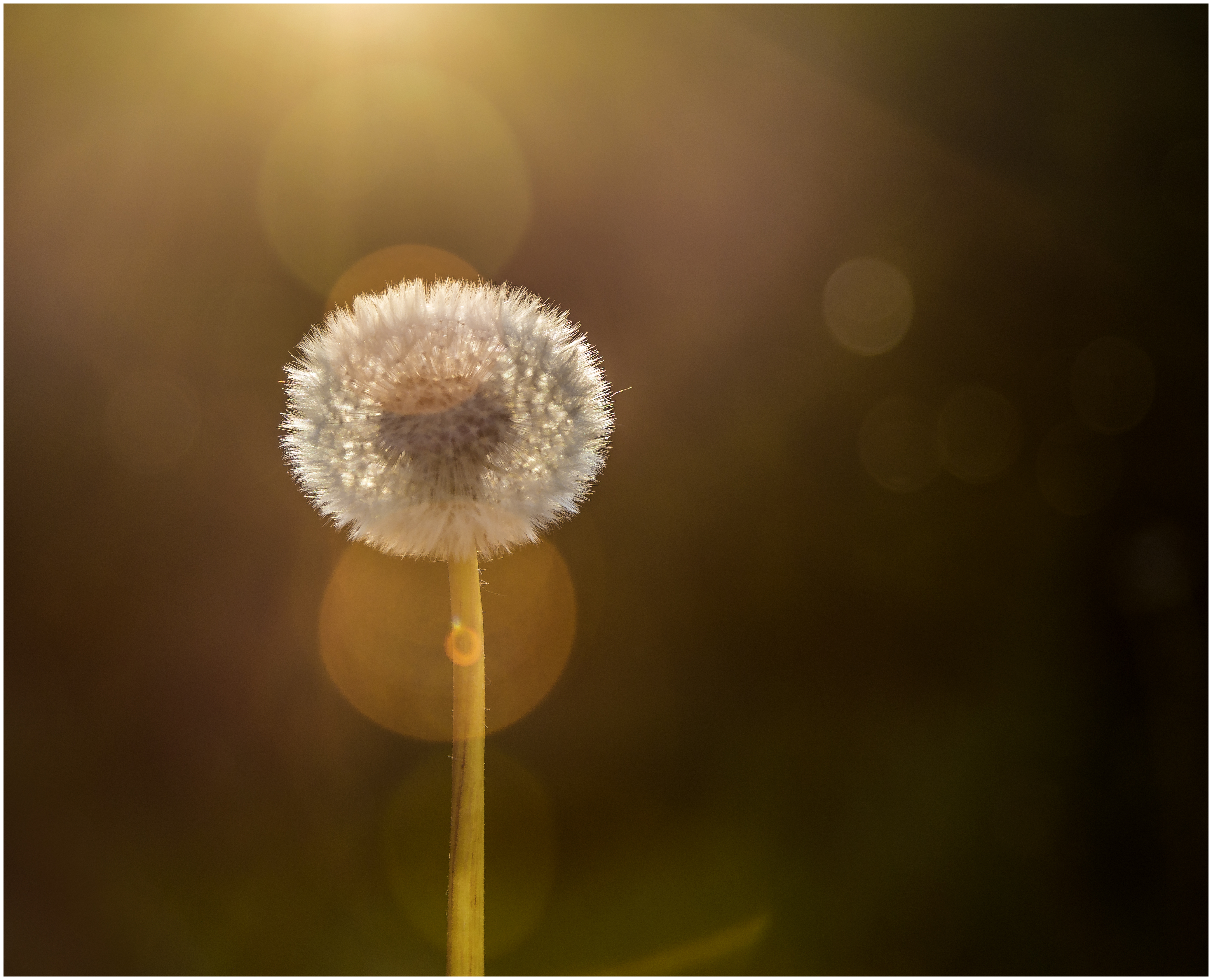 in-de-spotlight-paardenbloem-tegenlicht-patrick-van-vlaenderen