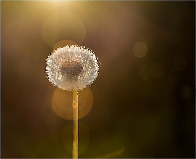 in-de-spotlight-paardenbloem-tegenlicht-patrick-van-vlaenderen