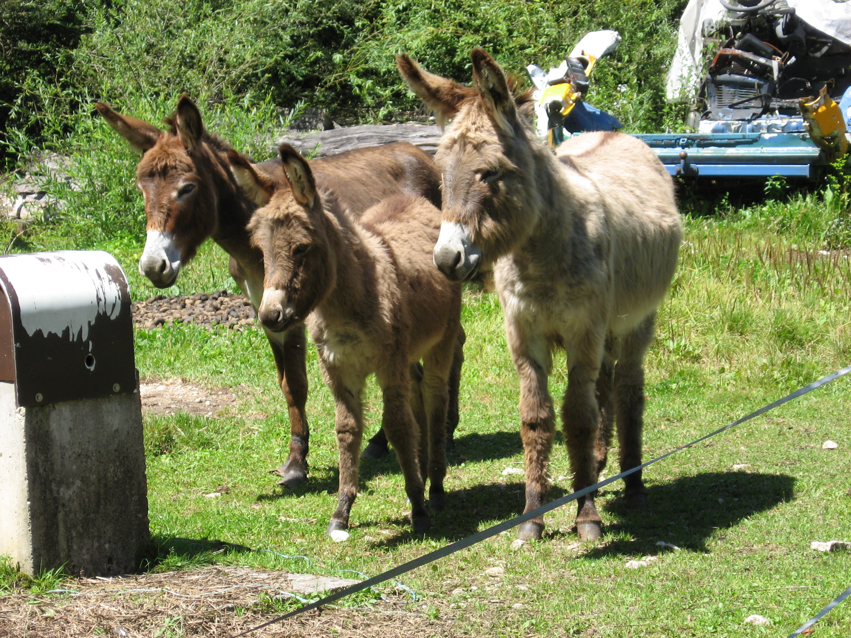 ezeltjes-in-frankrijk