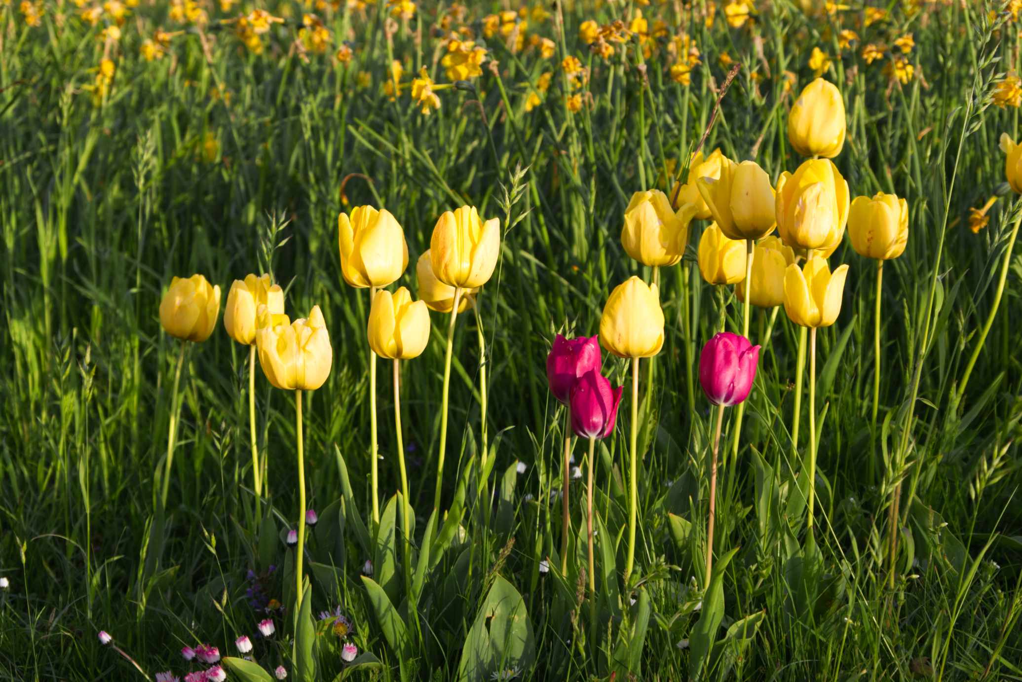 tulpen-2