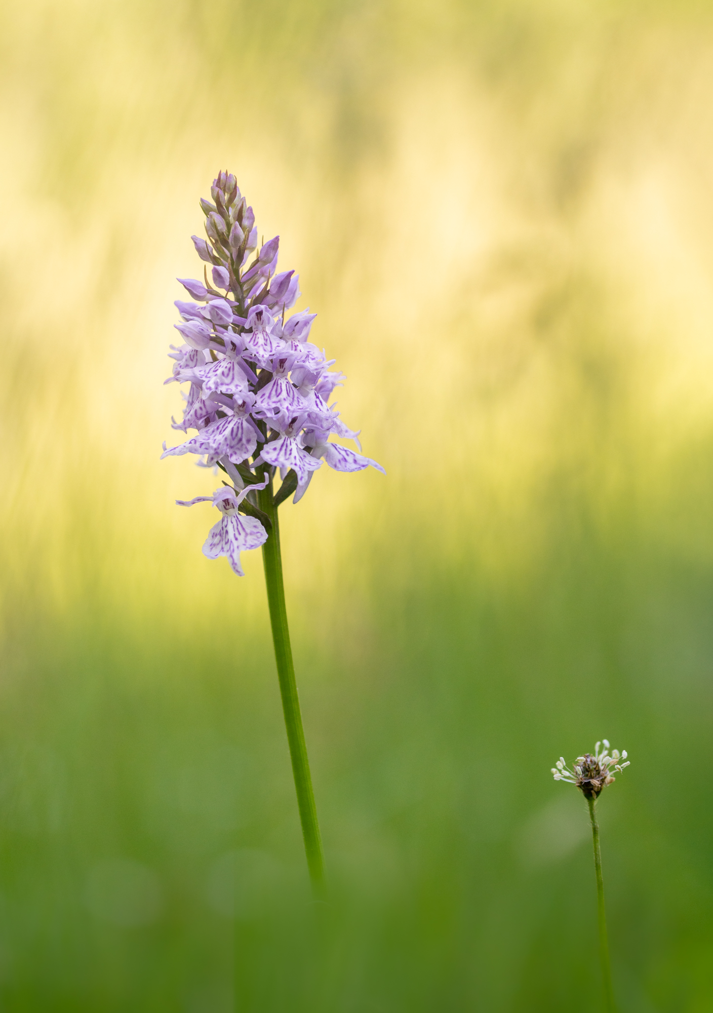 wilde-orchidee-gevlekte-orchis