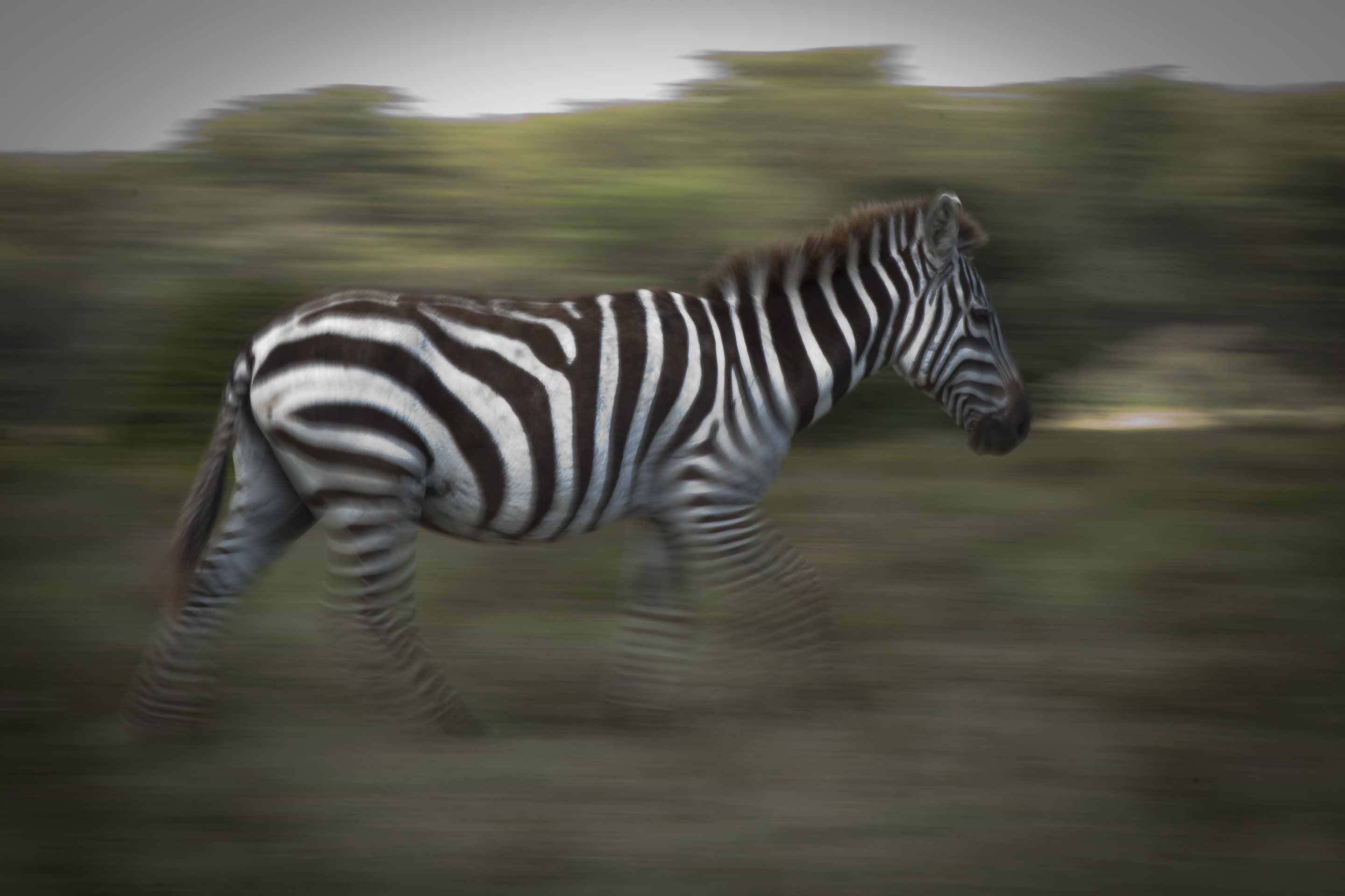 zebra-in-beweging