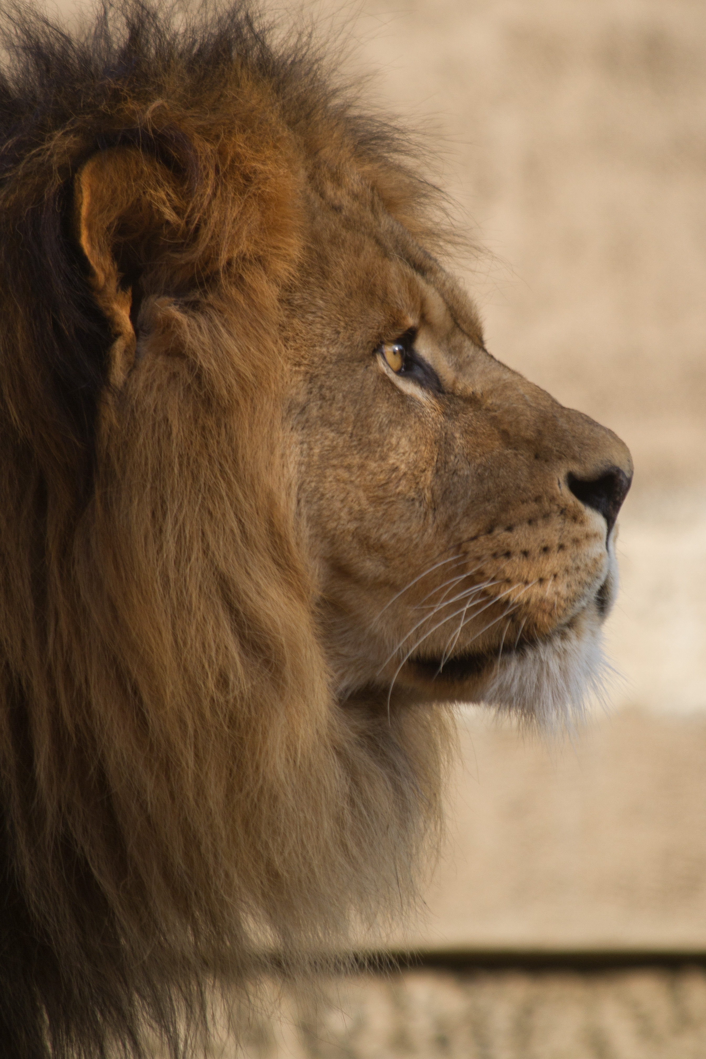 portret-van-een-leeuw