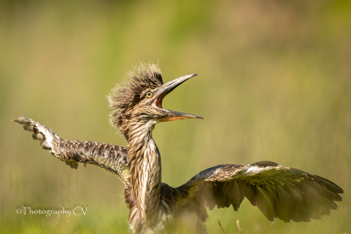 kleine-kwak-schrok-zich-een-hoedje