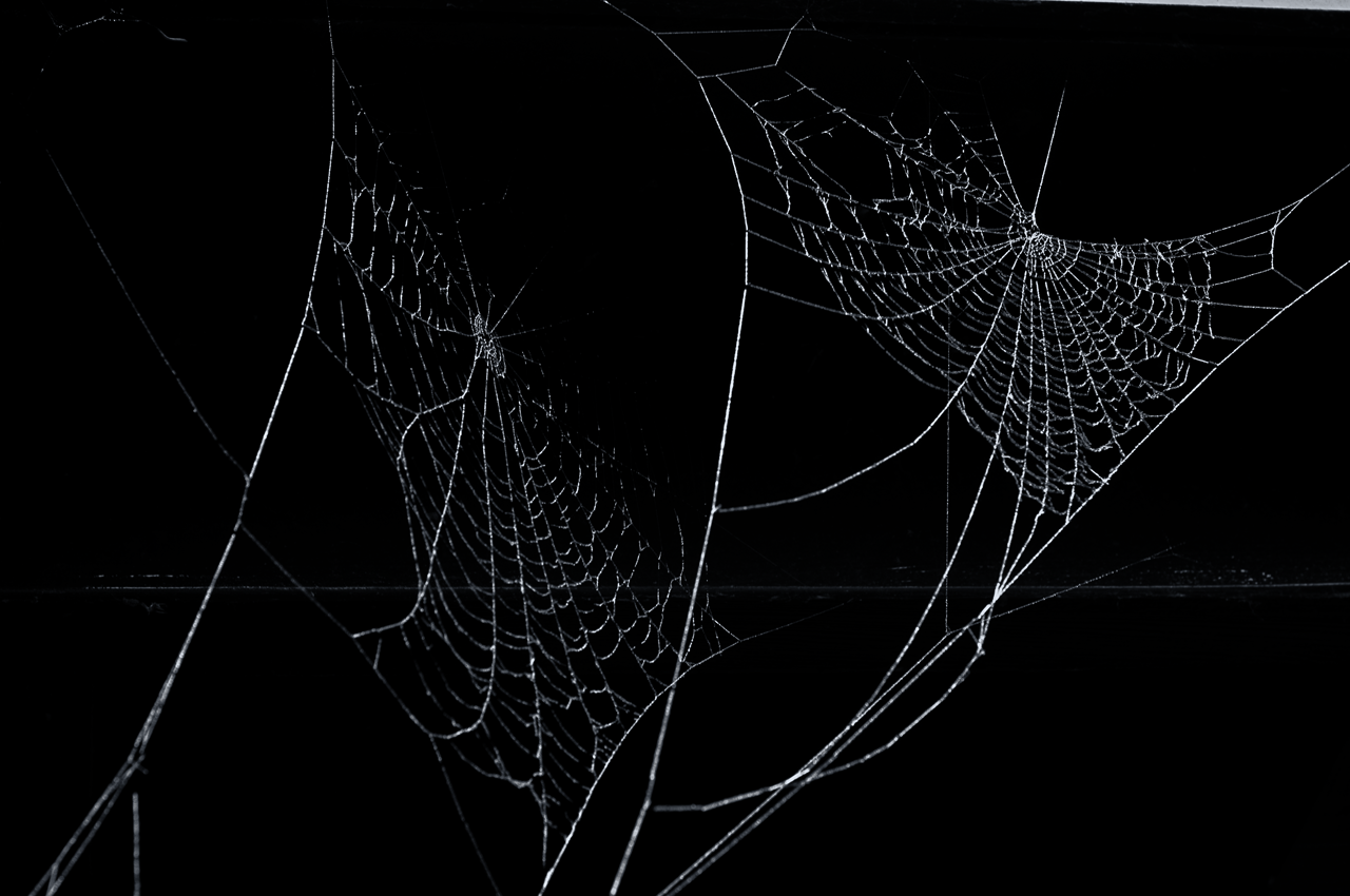 spinnenweb-8