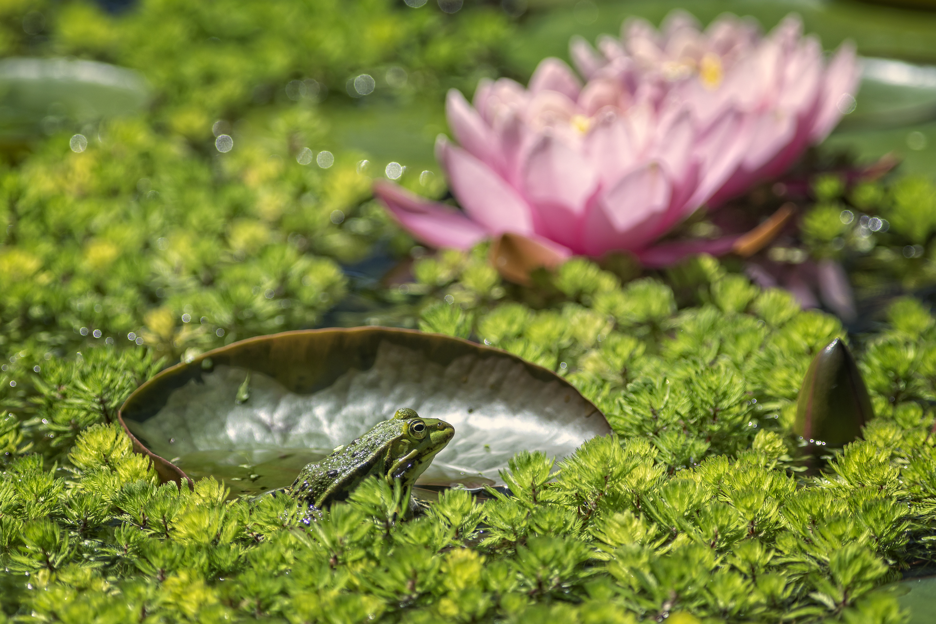 groen-met-een-vleugje-roze