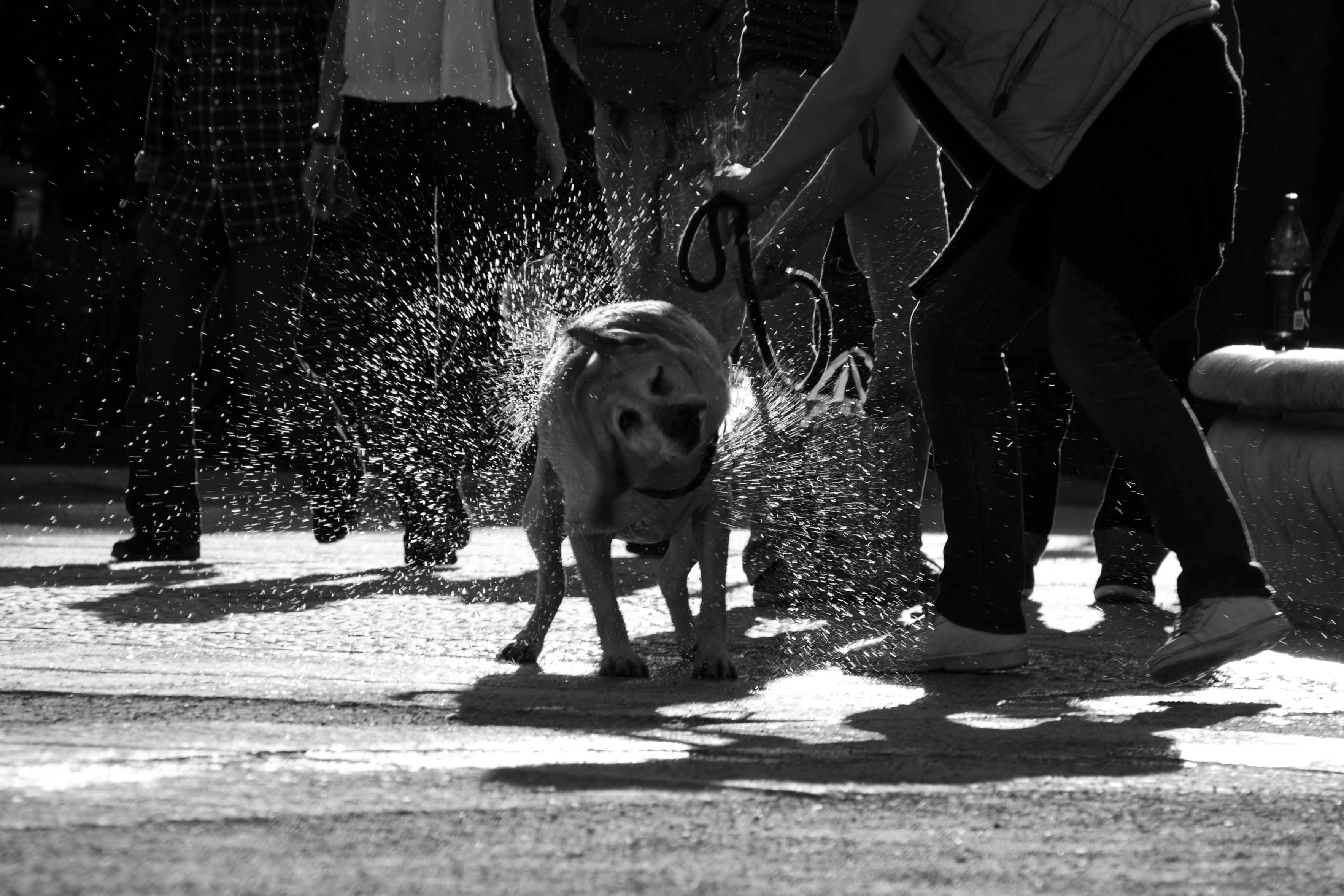 who-let-the-dogs-out