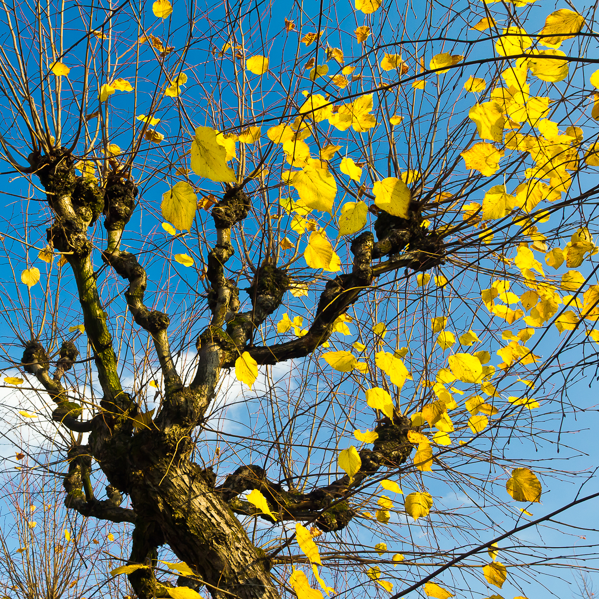 yellow-spots-on-blue