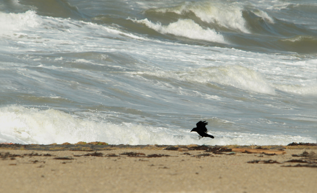 kraai-aan-het-strand