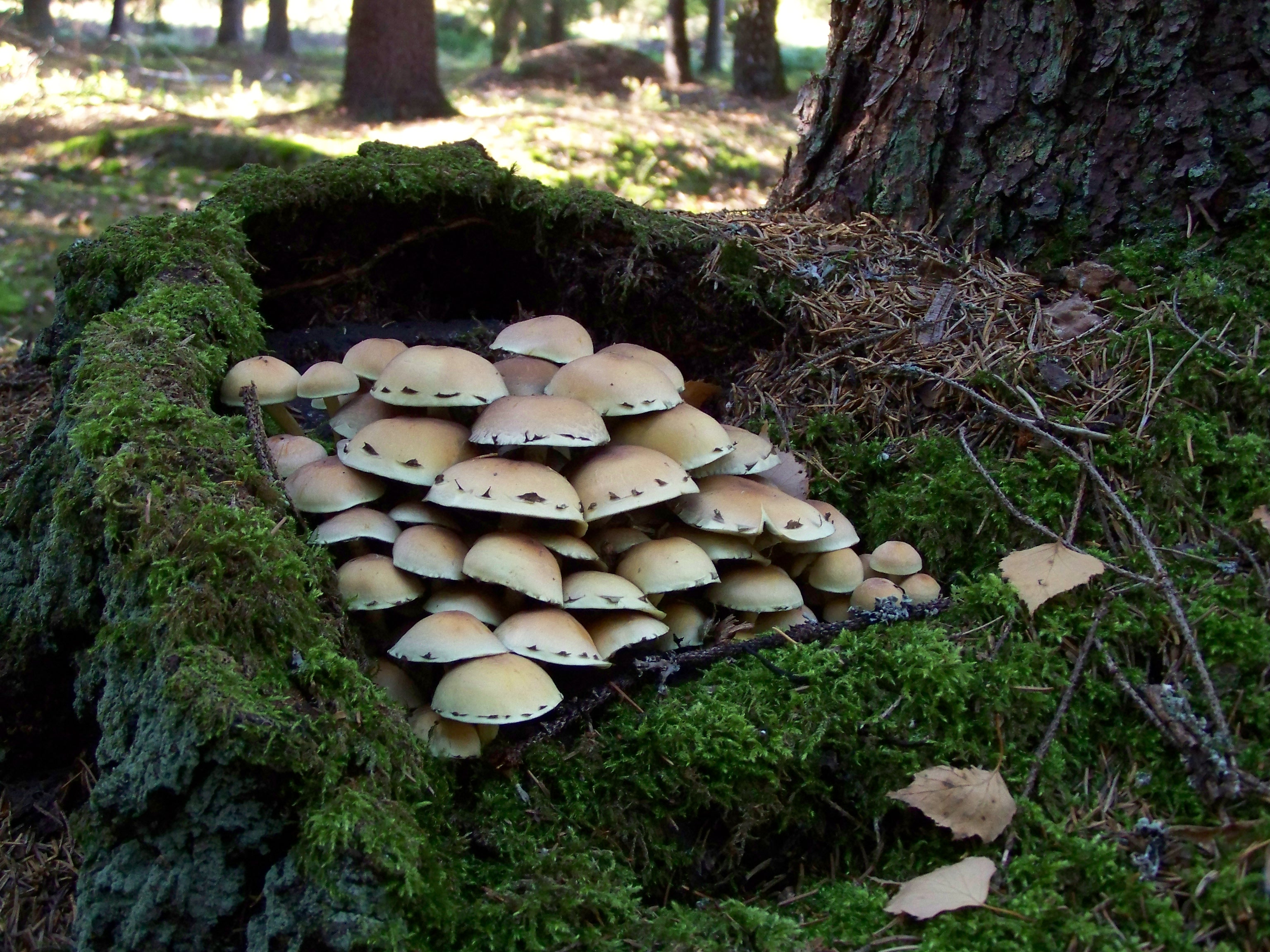 paddestoelen-in-een-holle-stobbe