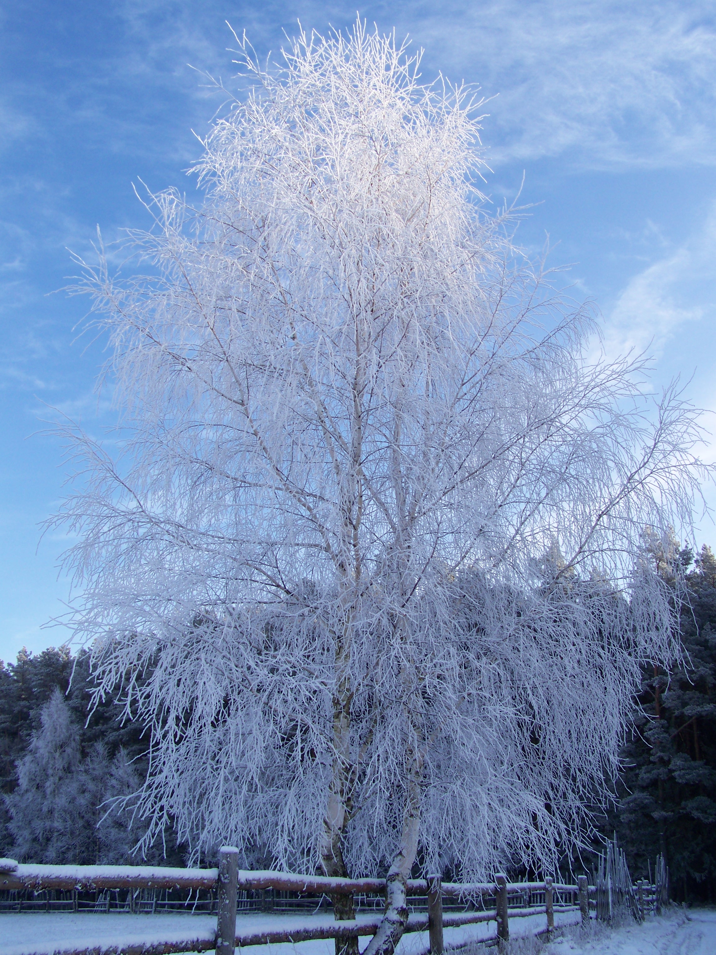 en-witte-berk-n%C3%B3g-witter