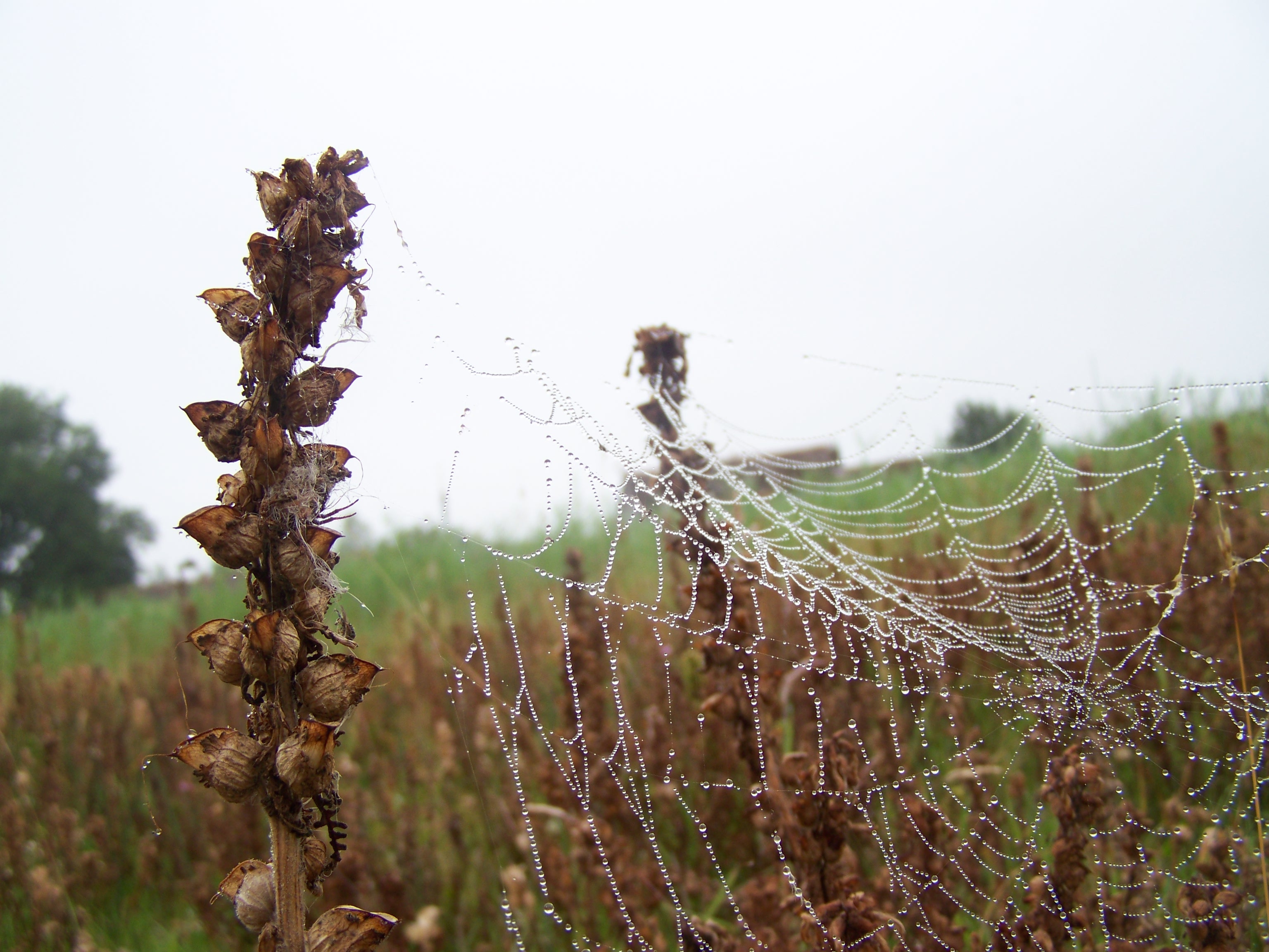 spinnenweb-in-de-dauw