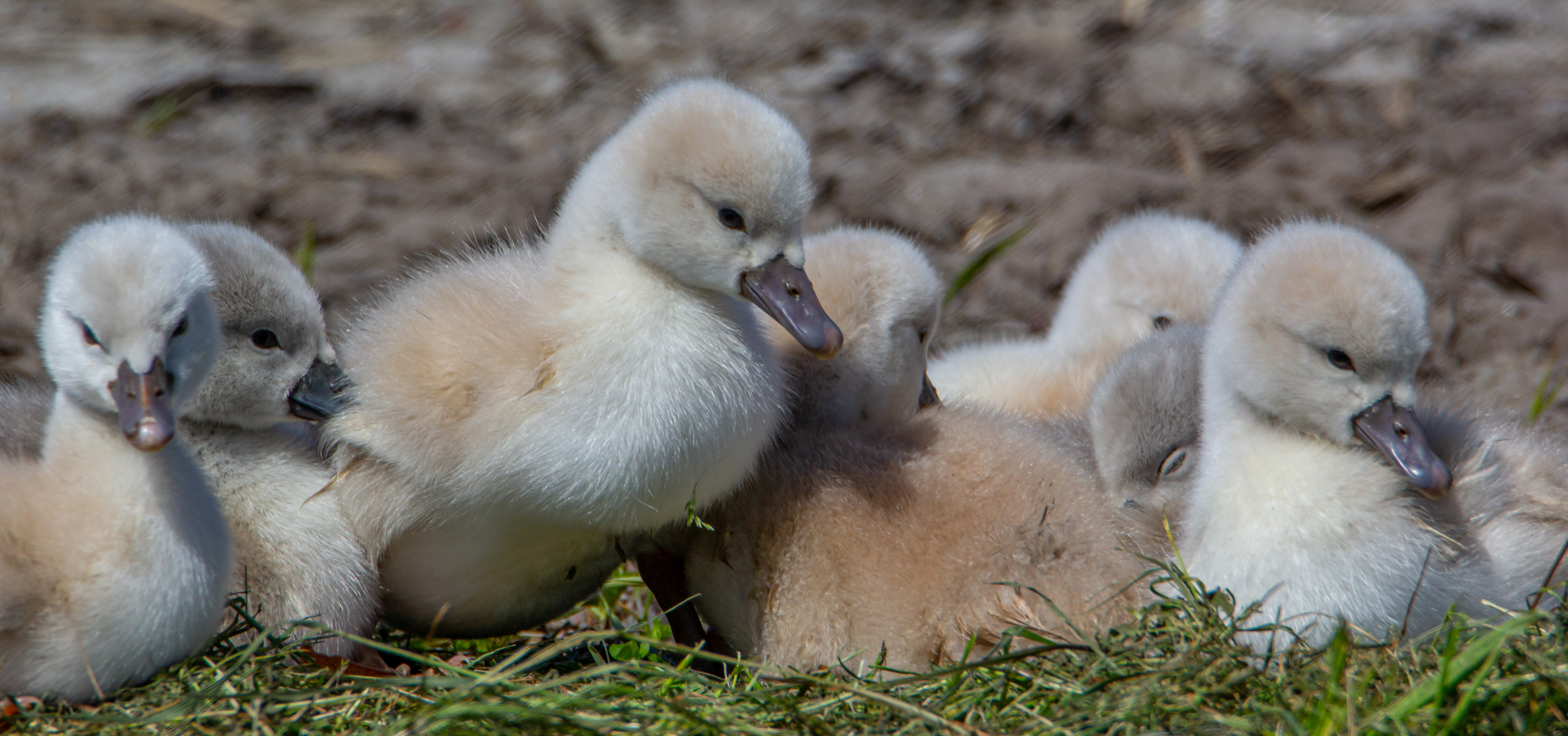 zeven-pulletjes-op-een-rij