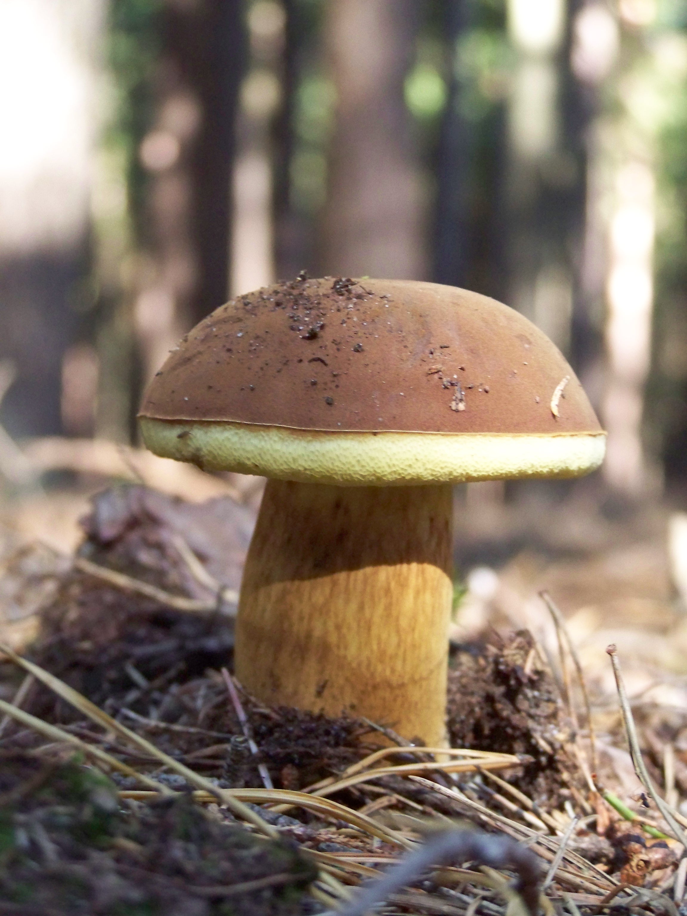 een-boleet-prachtig-om-te-zien-h%C3%A9%C3%A9rlijk-om-te-eten