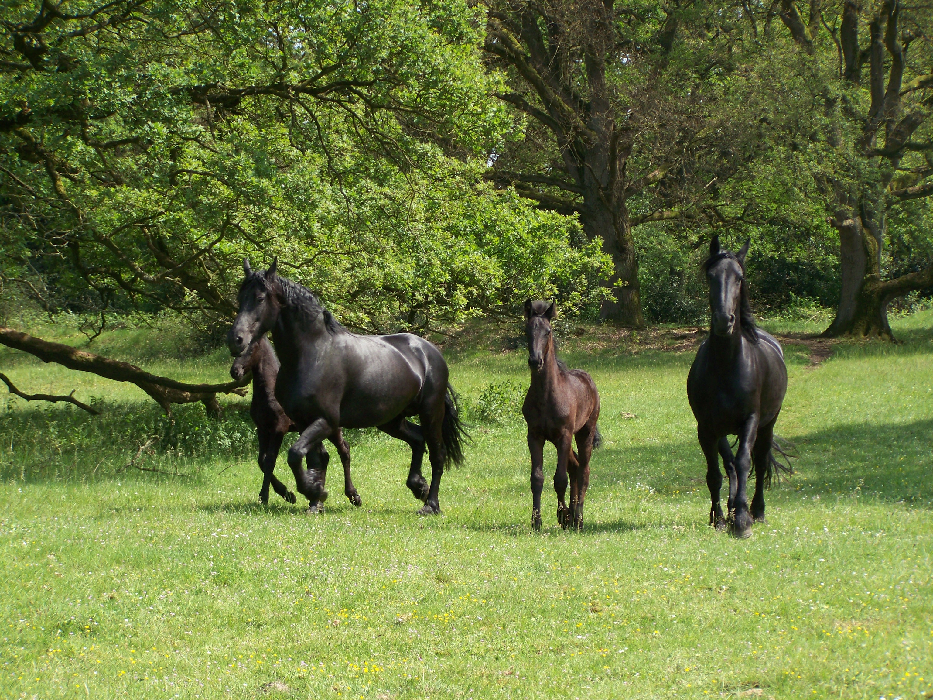 paarden-in-het-bos
