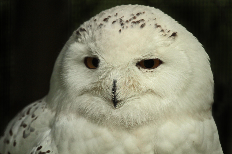 sneeuwuil-3