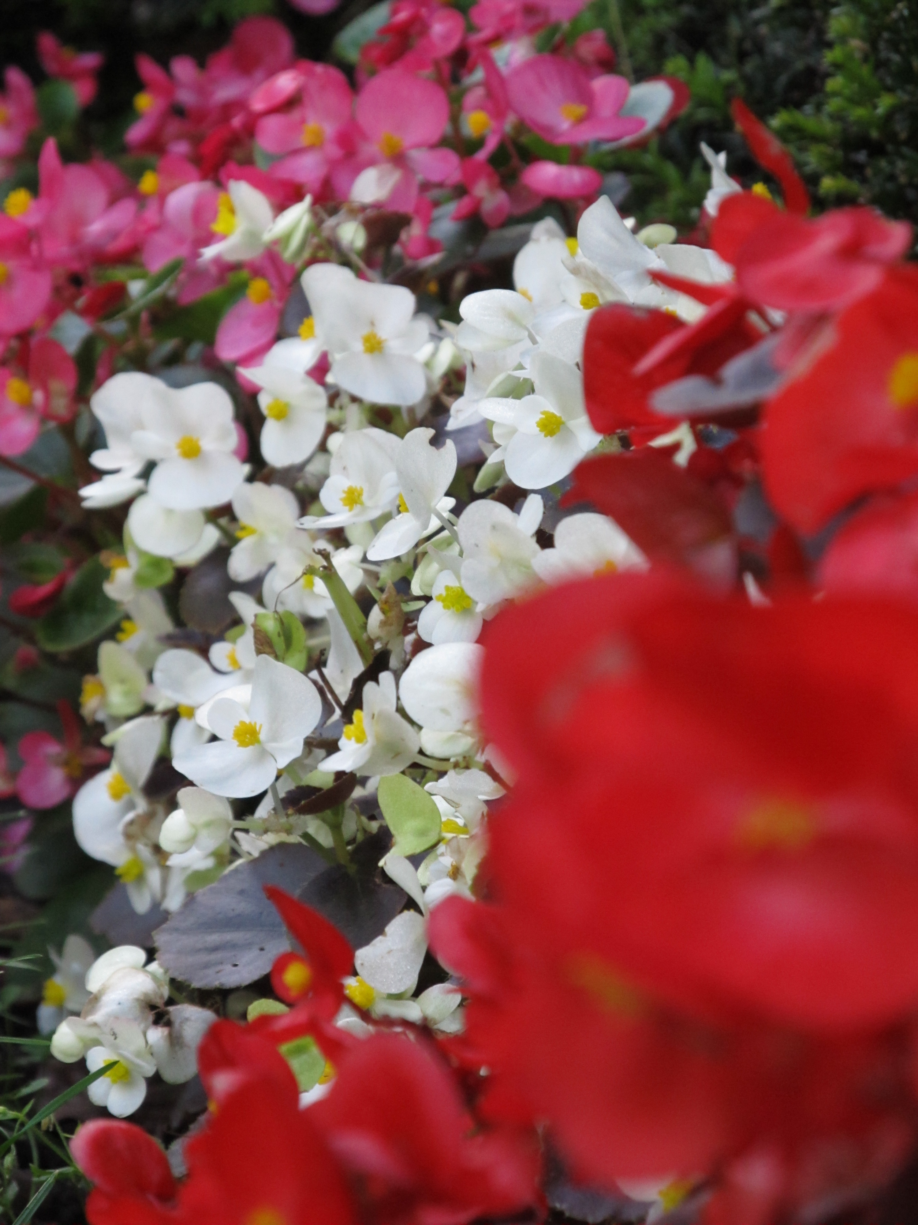 de-bloemen-zijn-verschenen-op-het-veld-hooglied-212a