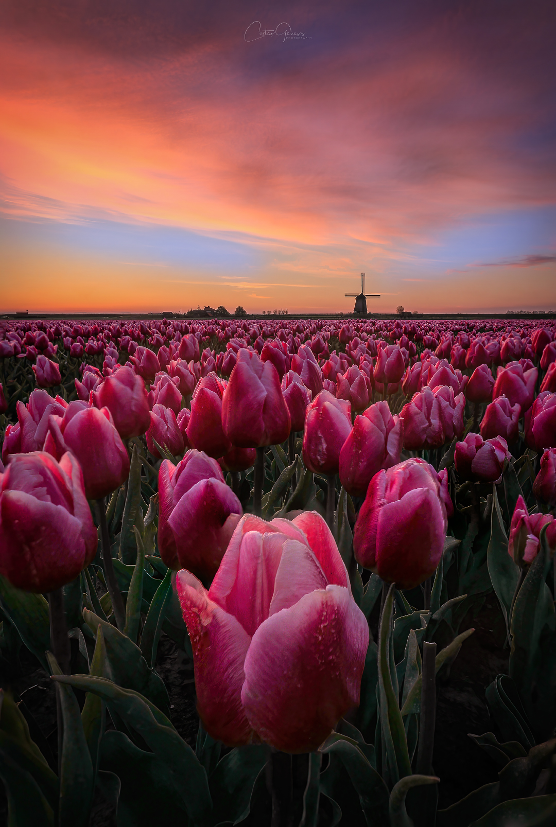 springtime-sunrise-in-the-netherlands