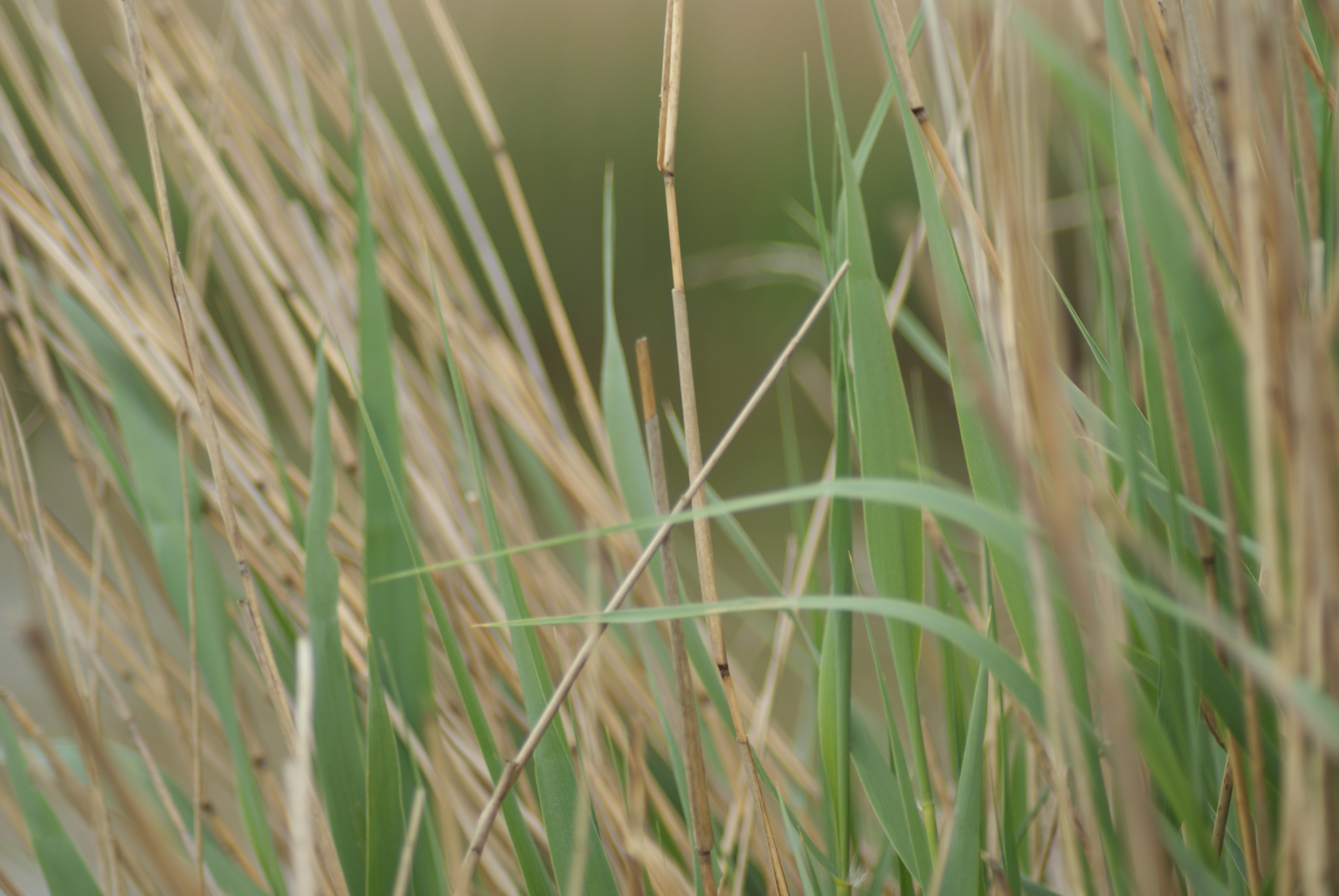 riet-5