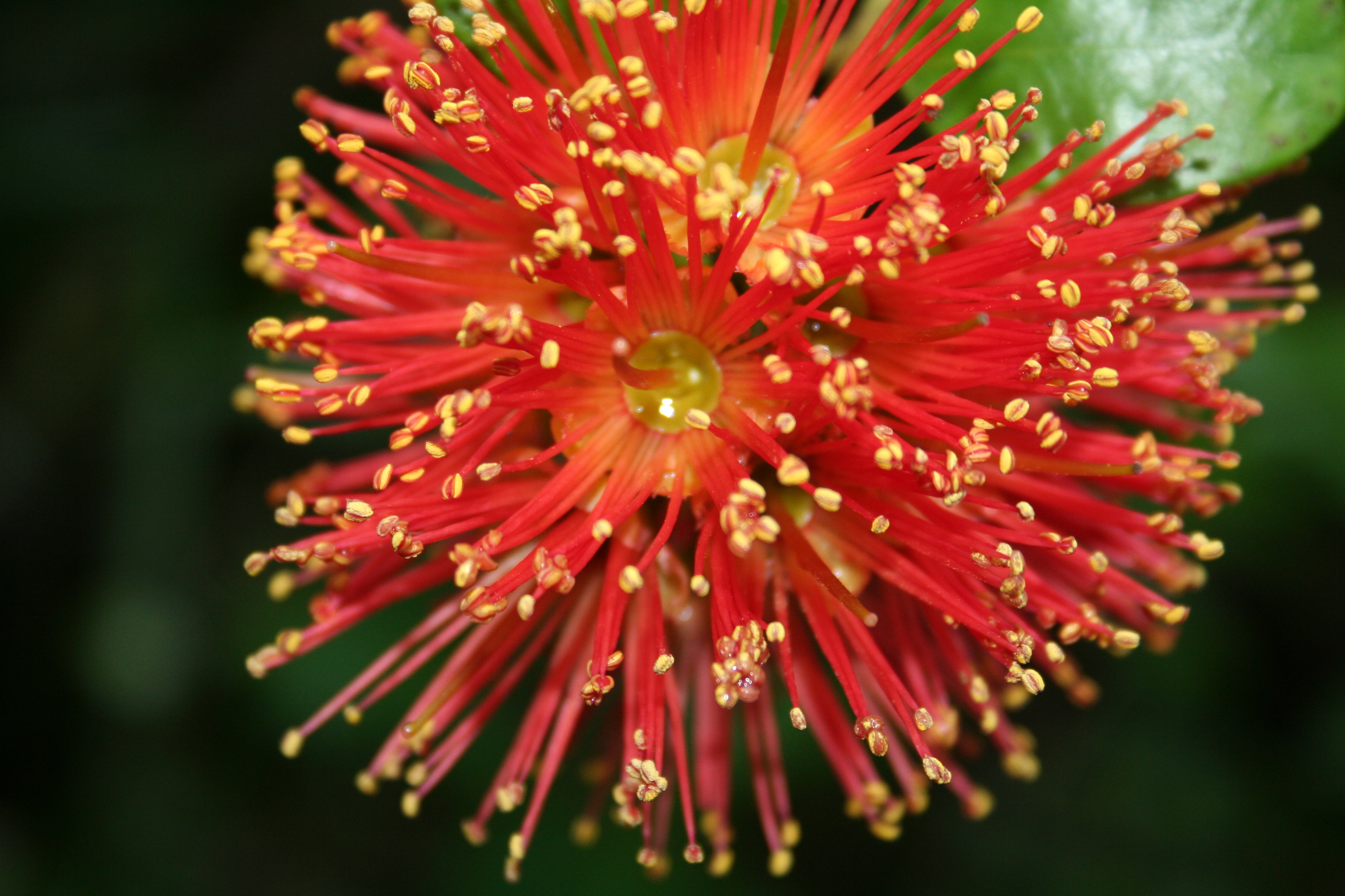 new-zealand-christmas-tree