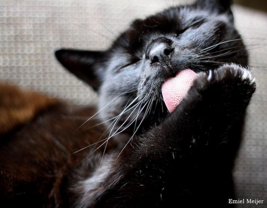 moortje-keeps-it-clean