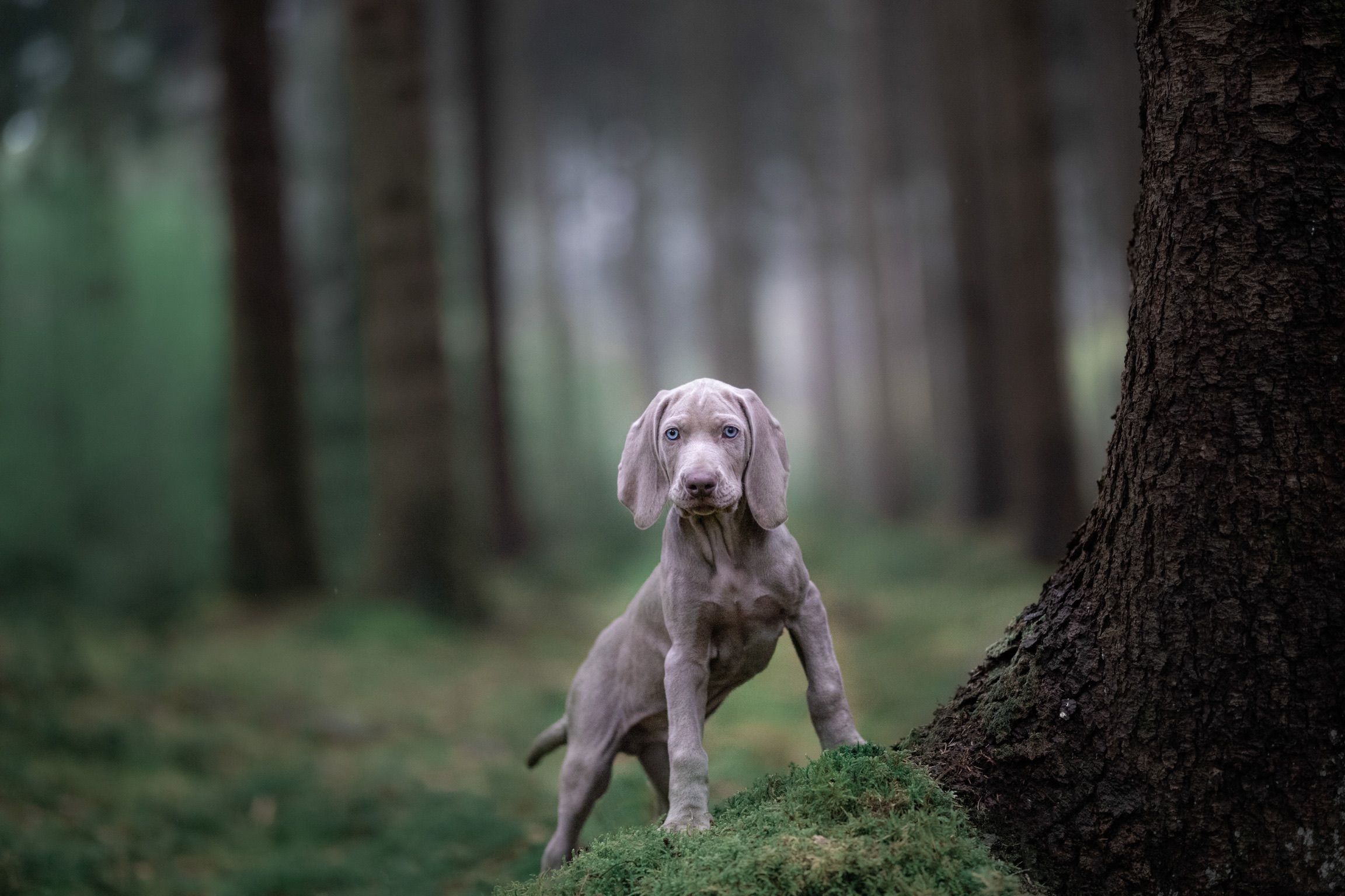 weimaraner-puppy-jack