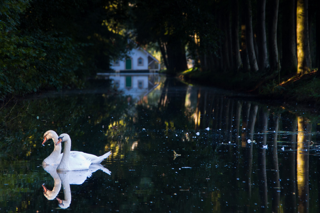 zwanenrust-1