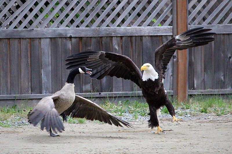 gevecht-tussen-amerikaanse-zeearend-en-canadese-gans