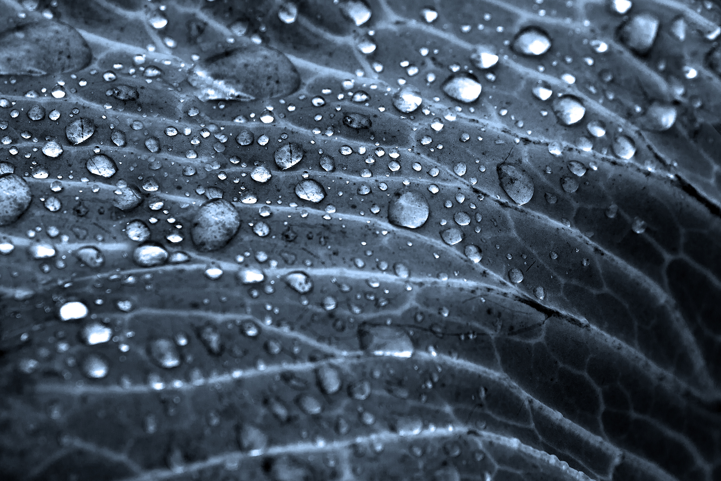 water-drops-on-leave