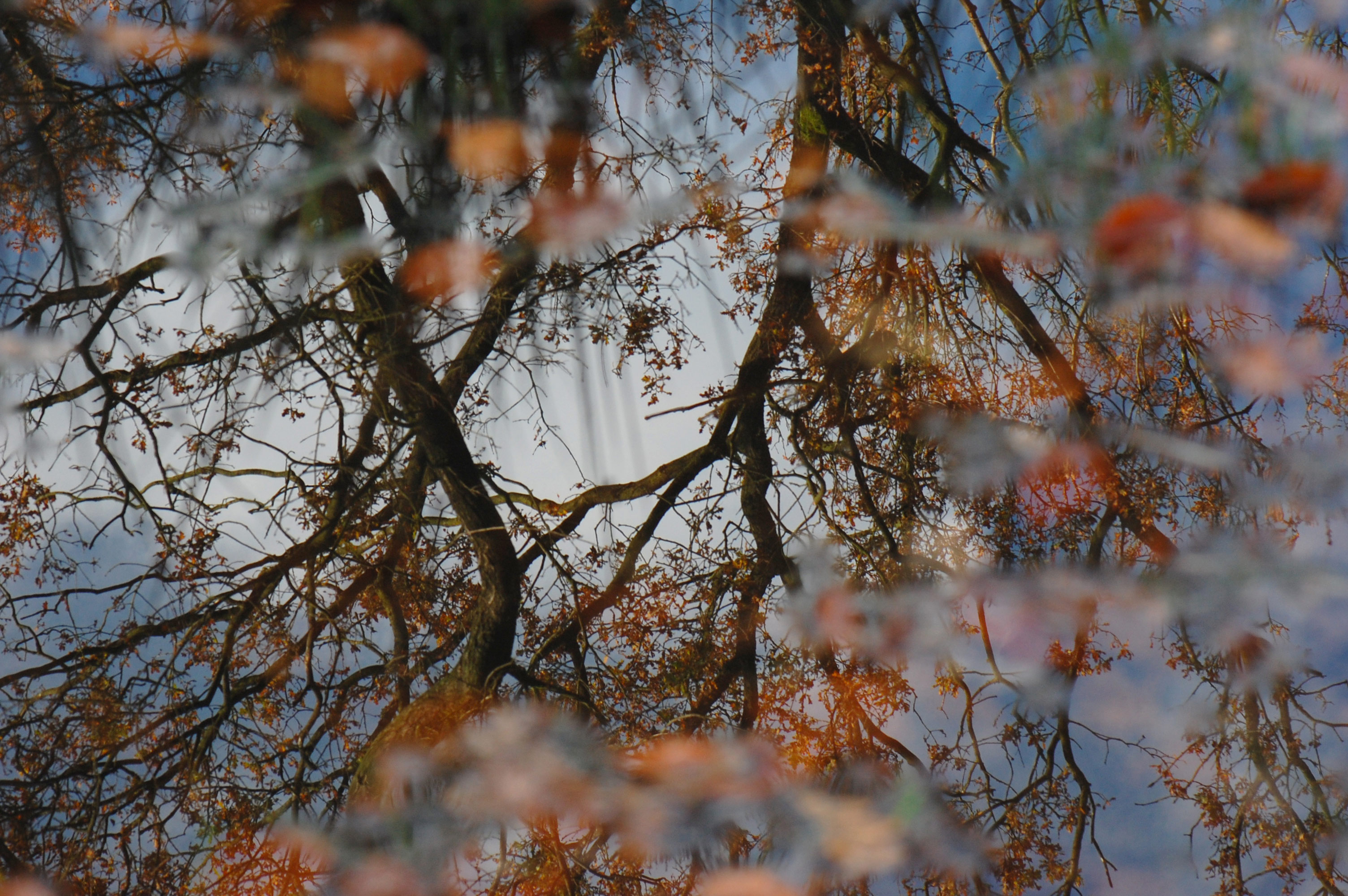 herfst-in-het-bos-13