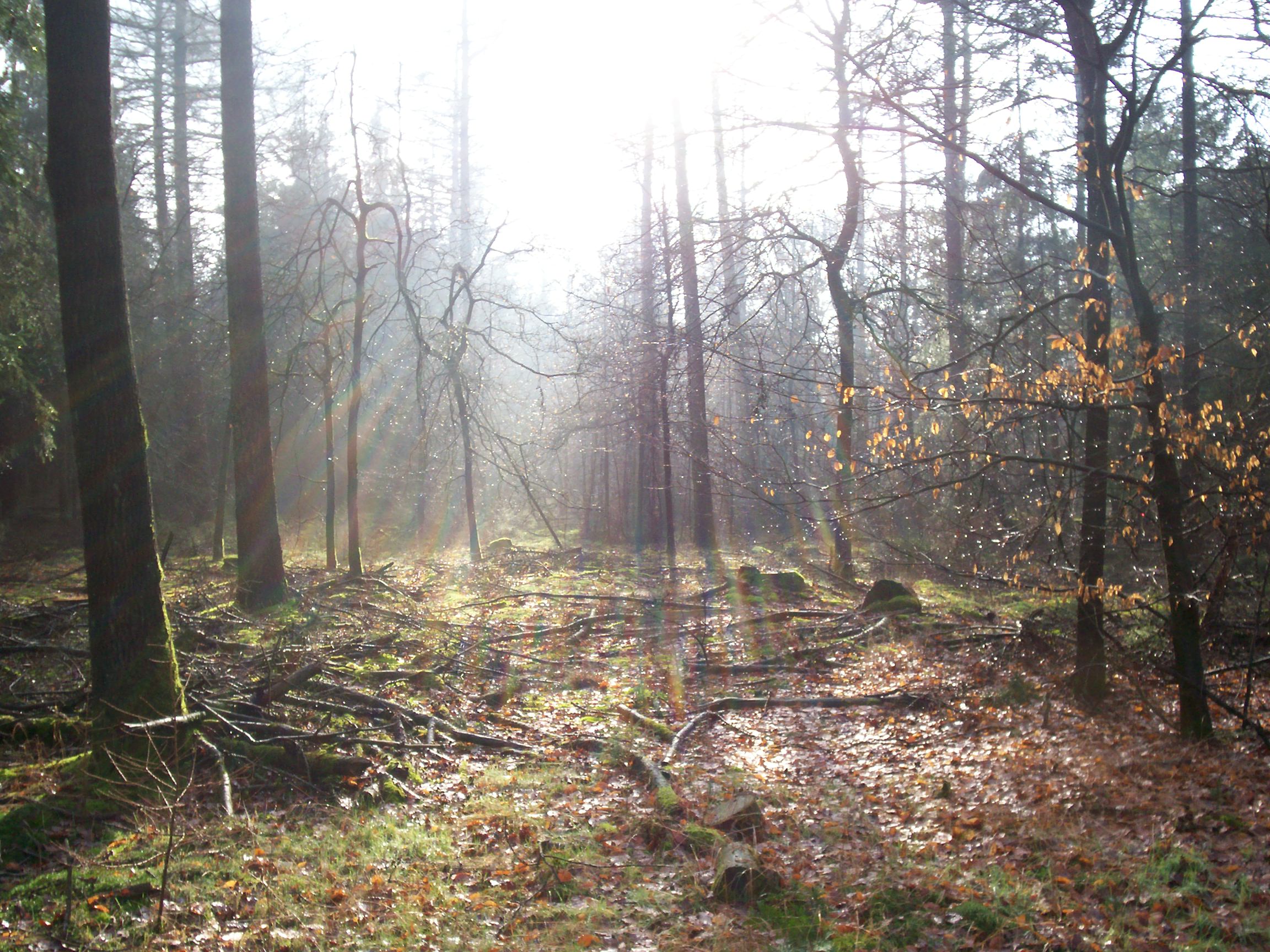 zon-achter-de-bomen-in-het-bos