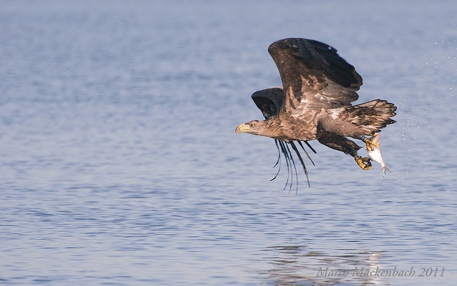 white-tailed-eagle-zeearend