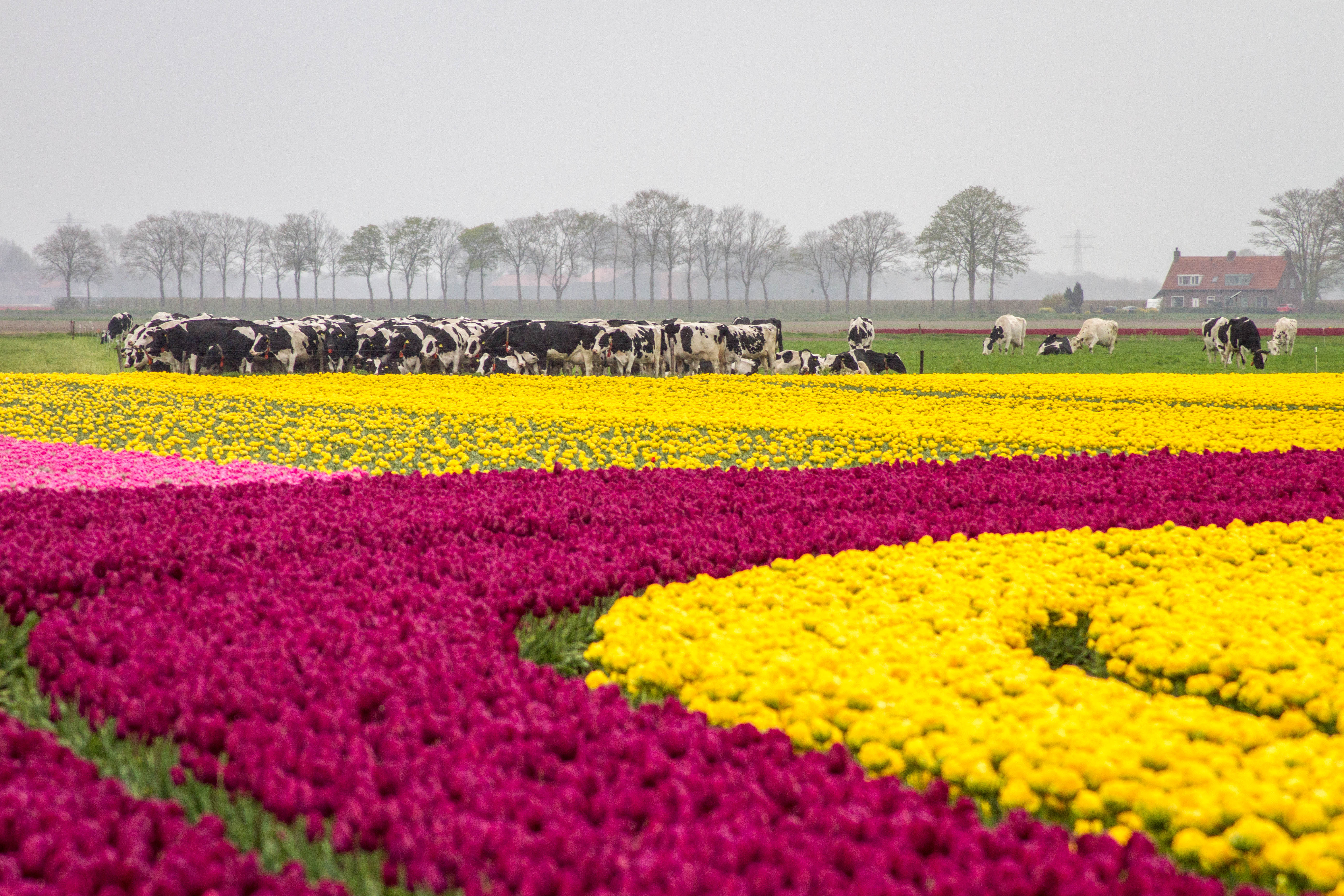 oer-hollands-landschap